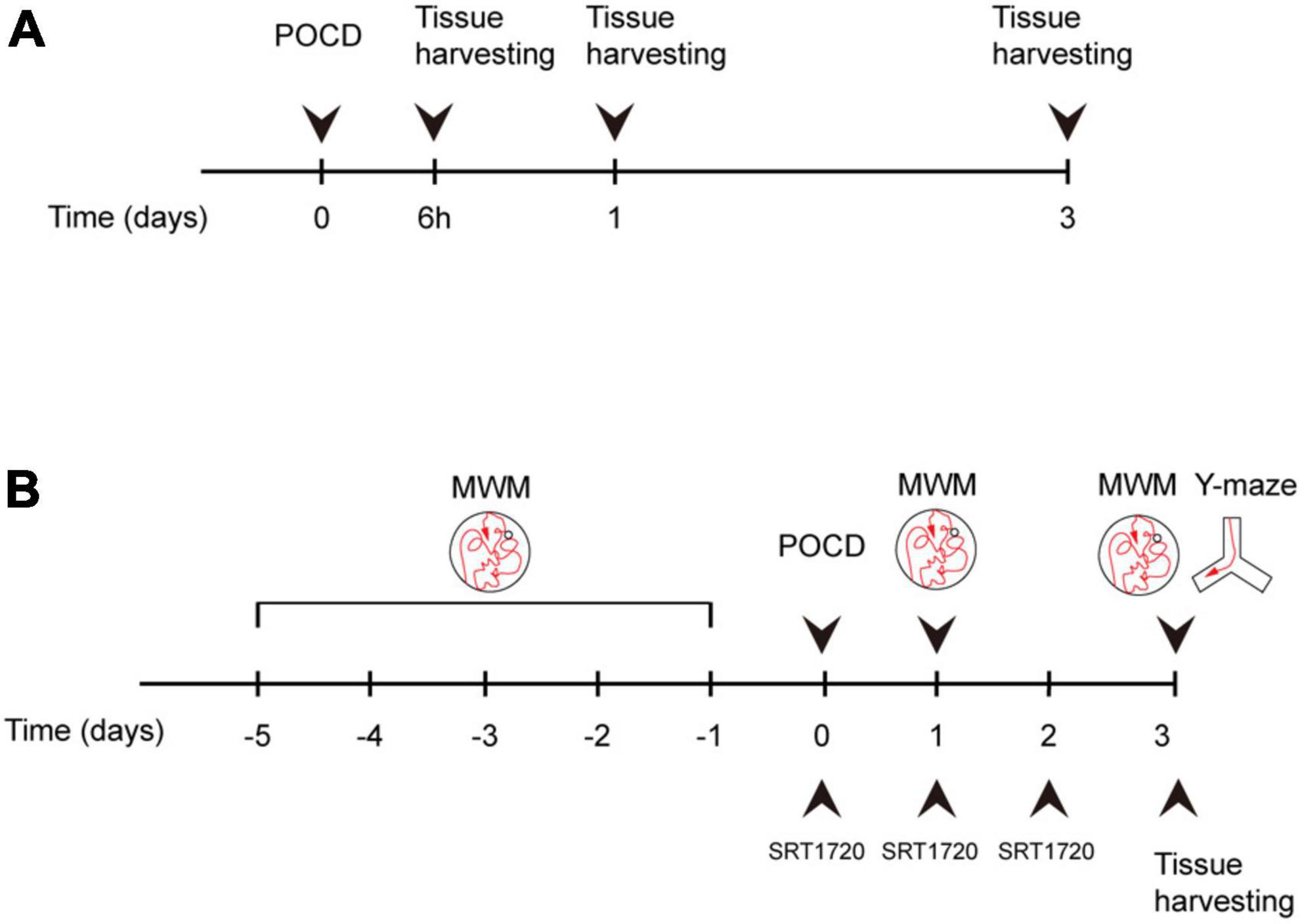 Frontiers | SIRT1 activation attenuates microglia-mediated synaptic engulfment in postoperative cognitive dysfunction Frontiers | SIRT1 activation attenuates microglia-mediated synaptic engulfment in postoperative cognitive dysfunction