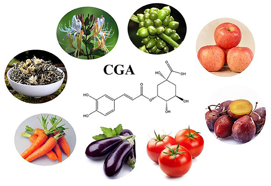 The Biological Activity Mechanism of Chlorogenic Acid and Its Applications in Food ... The Biological Activity Mechanism of Chlorogenic Acid and Its Applications in Food ...