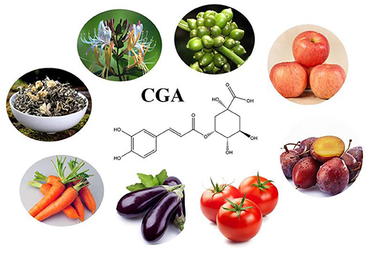 klorogenična kiselina u hrani