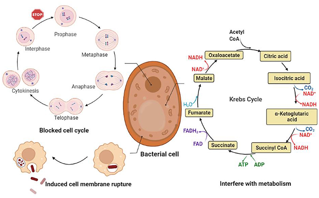 The Biological Activity Mechanism of Chlorogenic Acid and Its Applications in Food The Biological Activity Mechanism of Chlorogenic Acid and Its Applications in Food