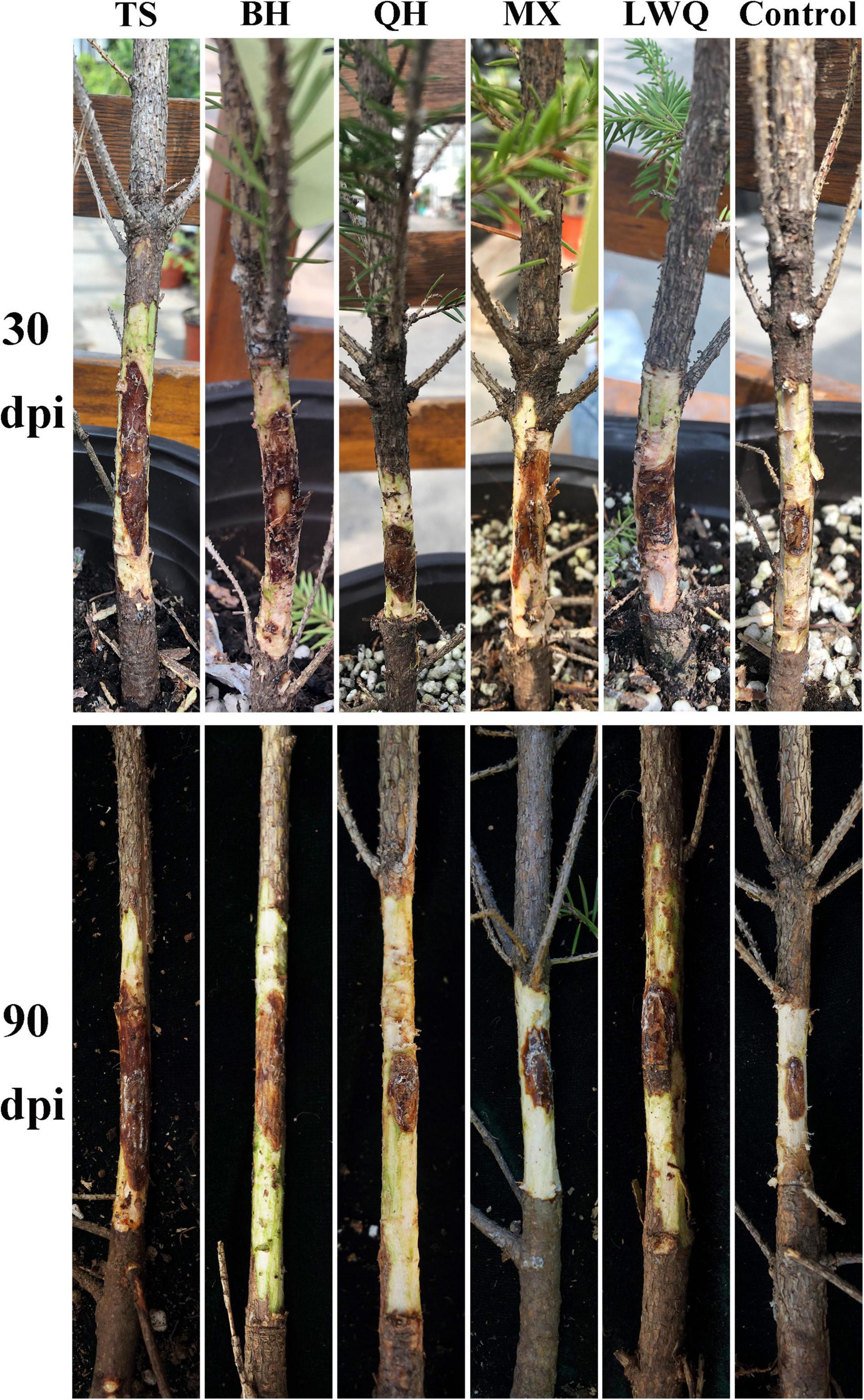 Green Leaf Stem - Threshold™ : Target