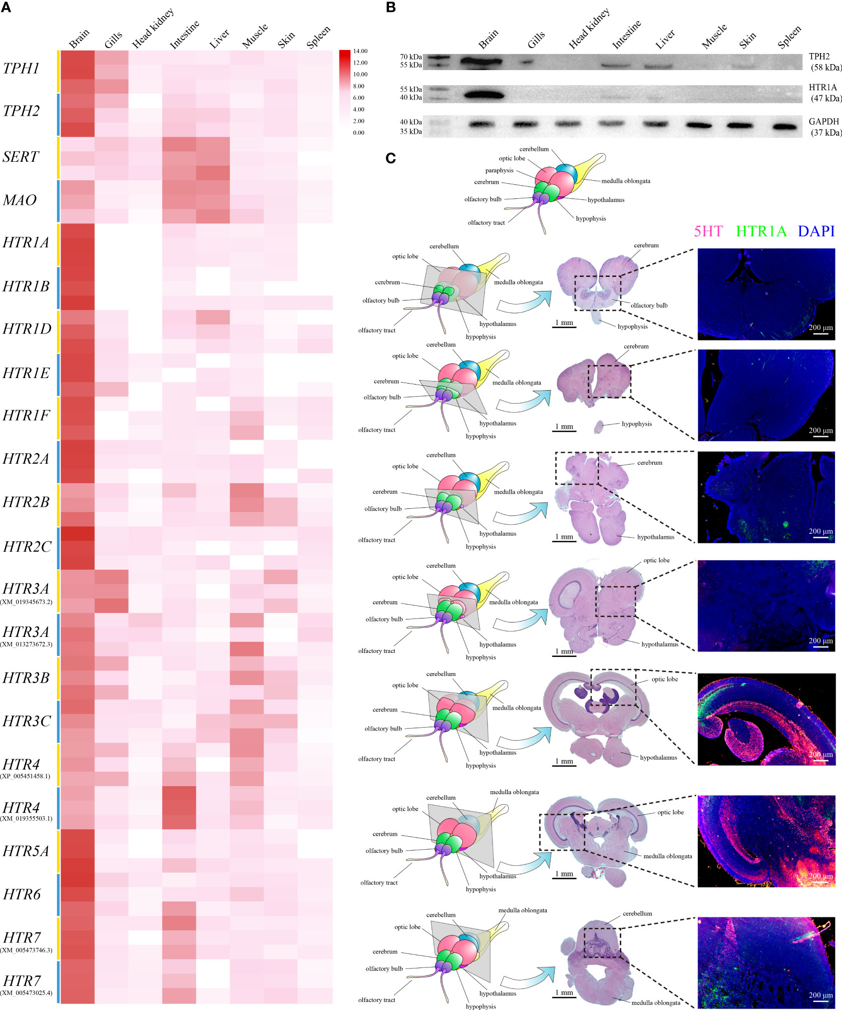 Frontiers | Serotonin system is partially involved in