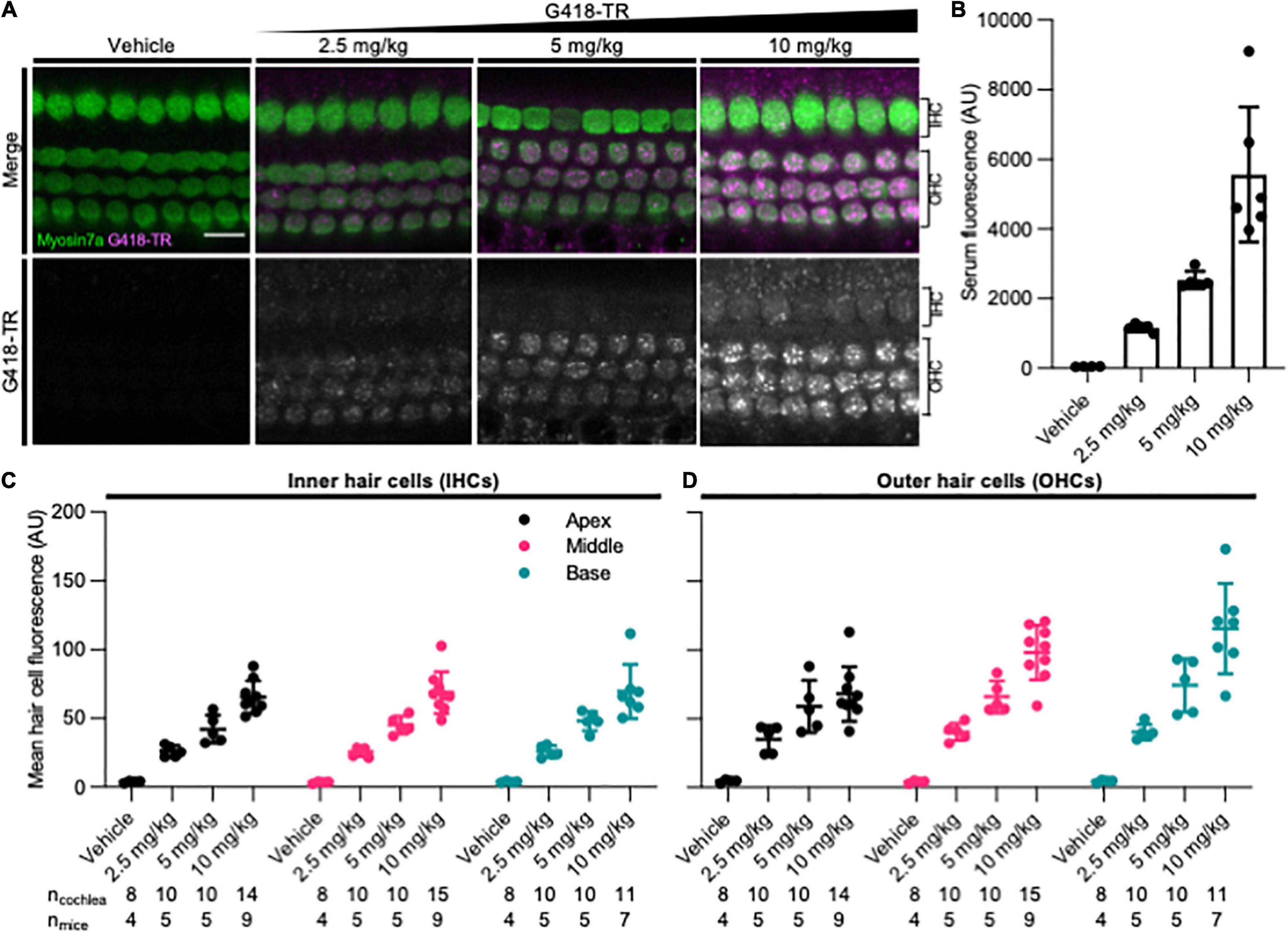 Frontiers  An in vivo Biomarker to Characterize Ototoxic