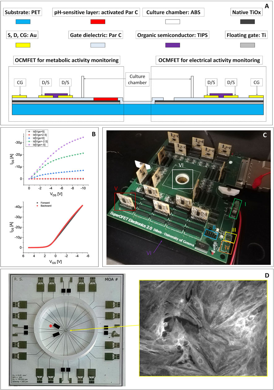 Frontiers | Simultaneous recording of electrical and metabolic