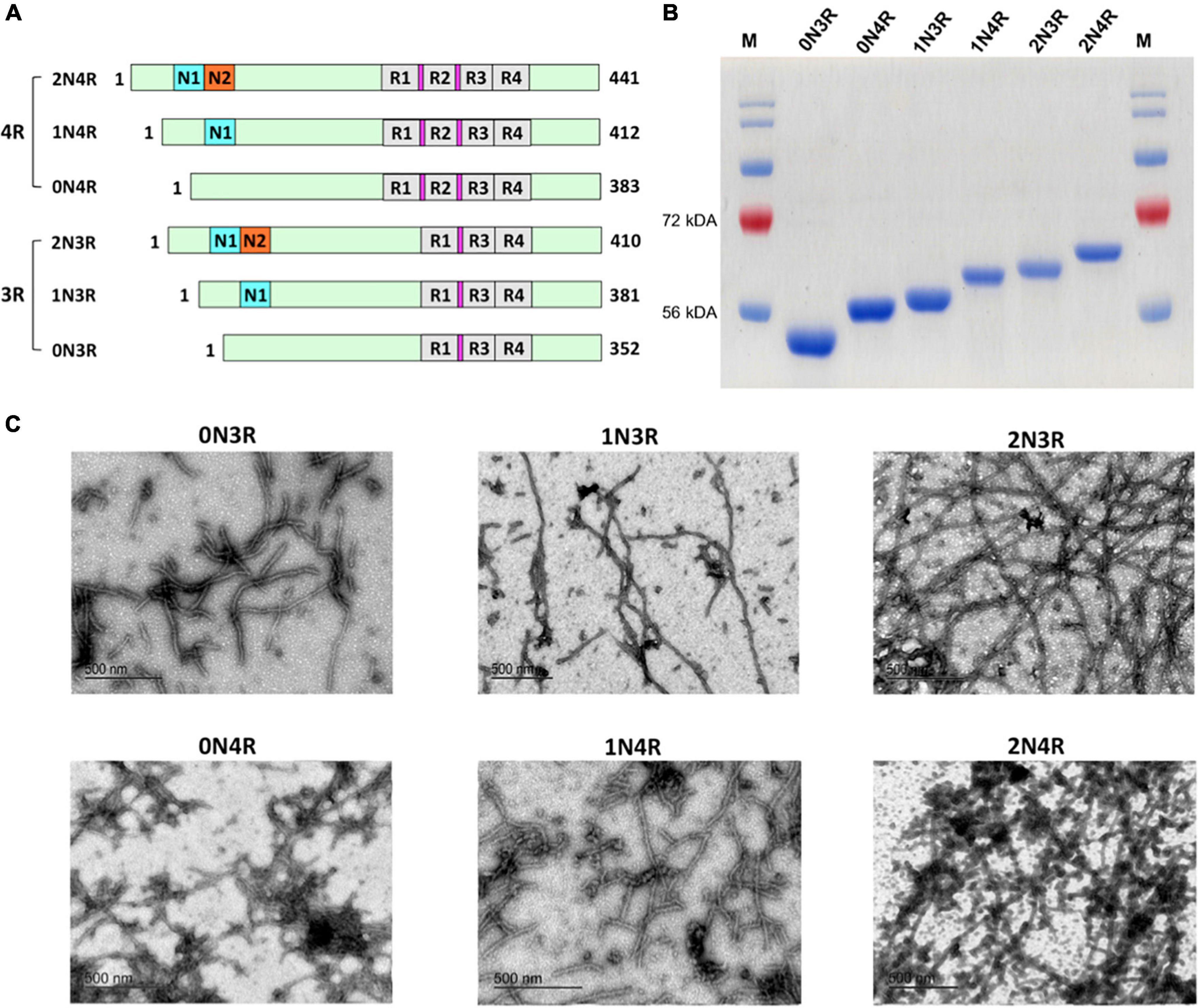 Assembly of recombinant tau into filaments identical to those of