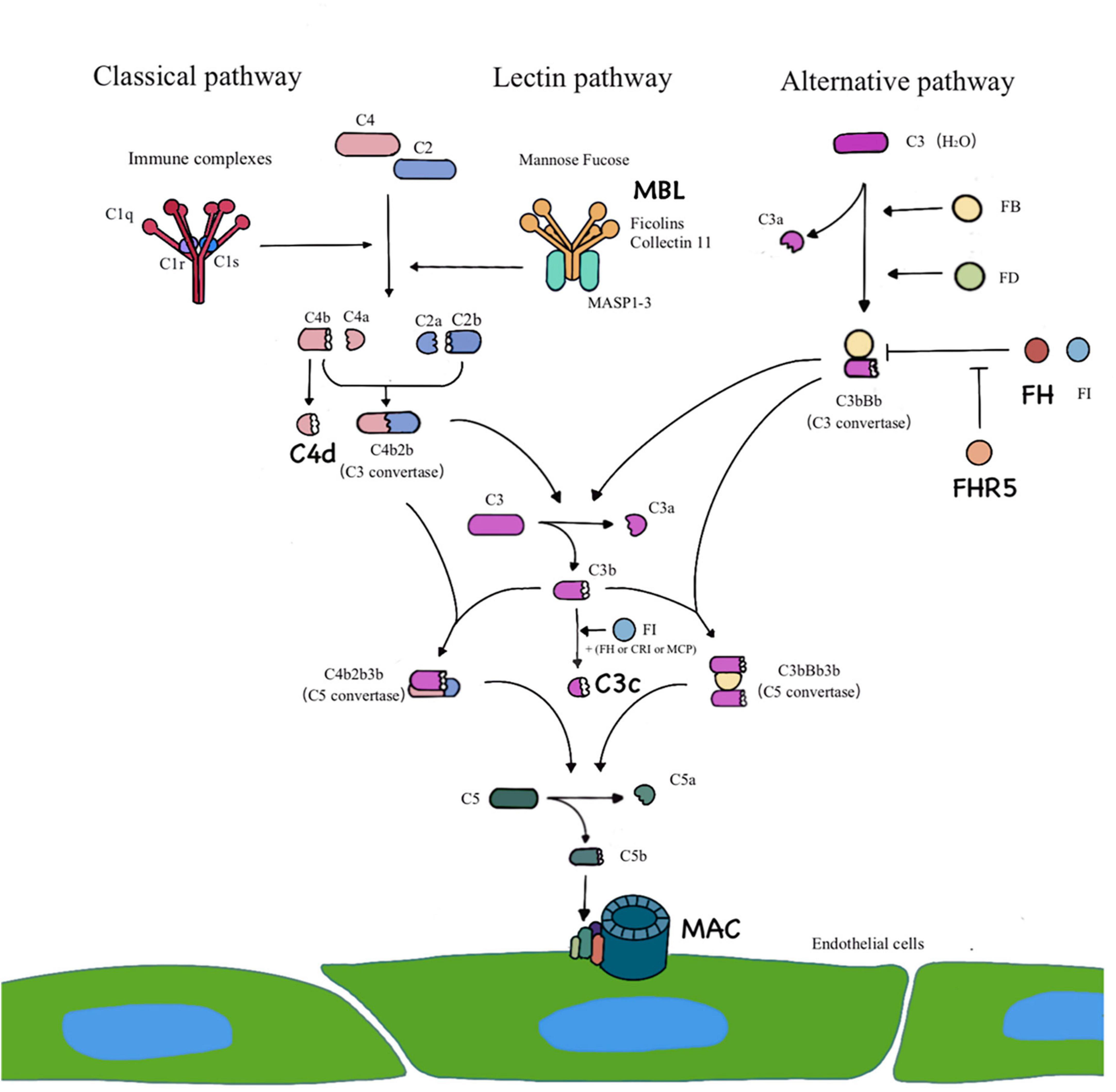 Frontiers | Overactivation of the complement system may be involved in ...