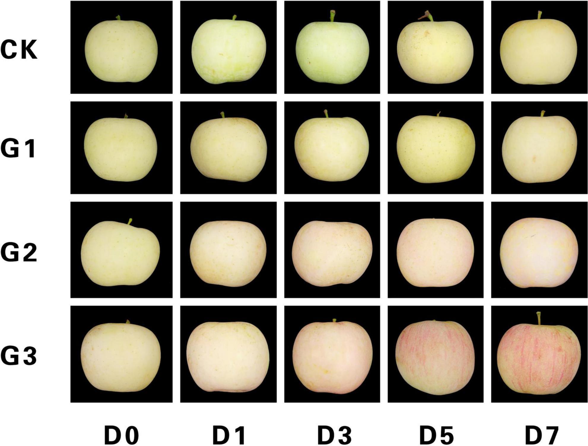 Researchers Sequence Genome of Honeycrisp Apple Cultivar