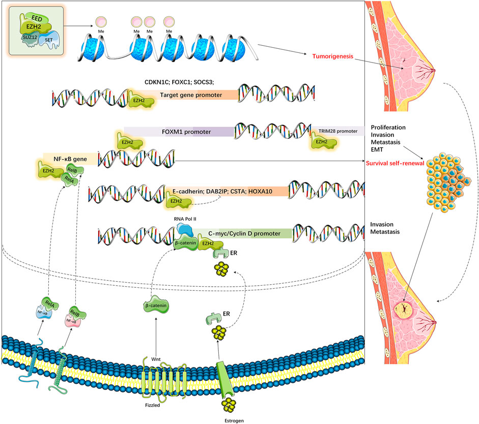 Histone methyltransferases Setd1b increases H3K4me3 level to