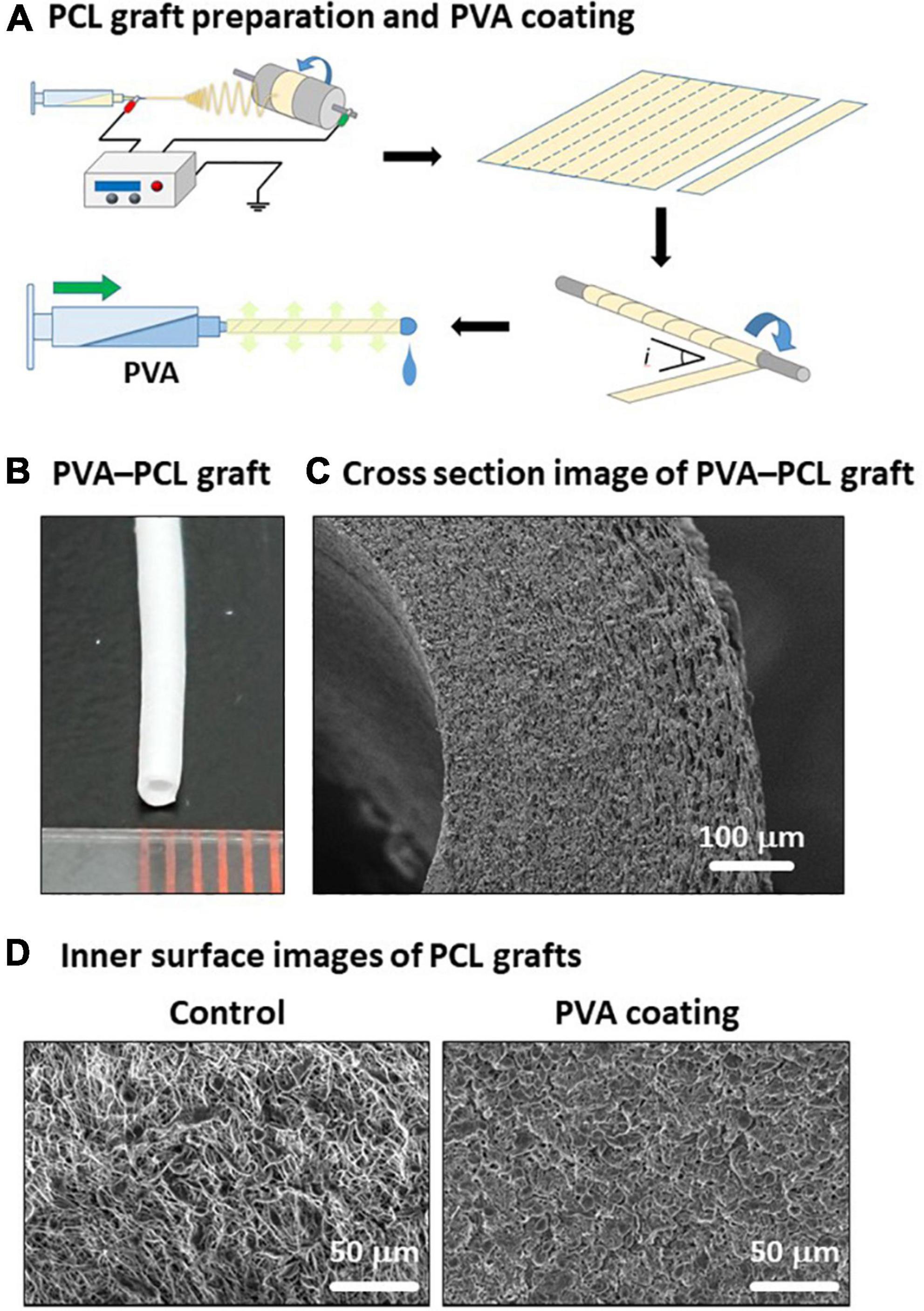 Frontiers  Polyvinyl alcohol coating prevents platelet adsorption and  improves mechanical property of polycaprolactone-based small-caliber  vascular graft