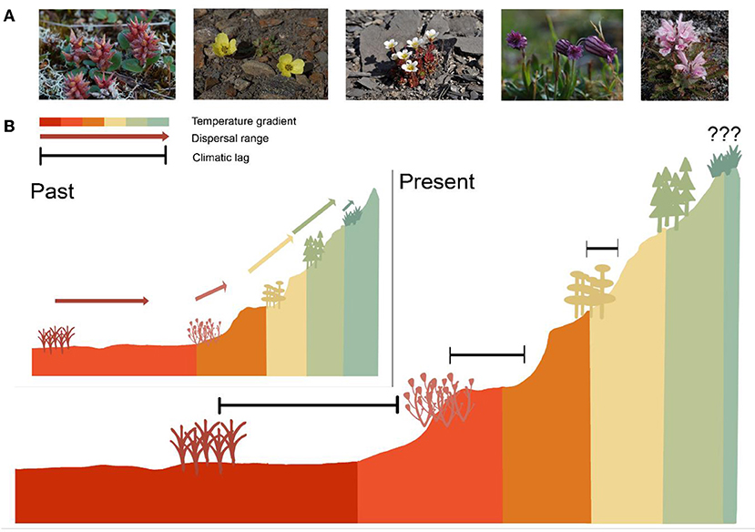 Figure 3 - (A) Examples of plant species found on the Norwegian mountain tops when historical plots were restudied [7].