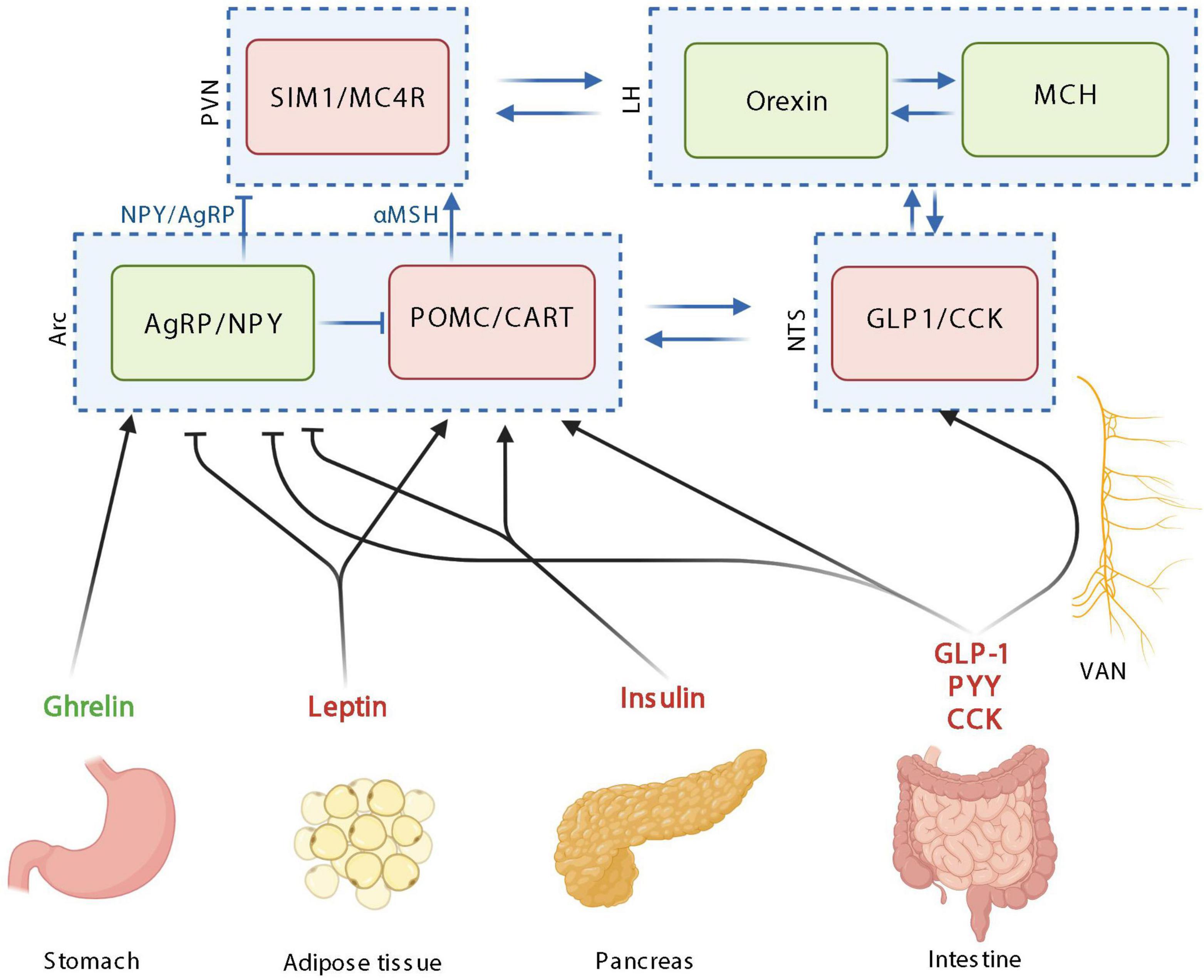 Frontiers  The interaction between dietary fiber and gut