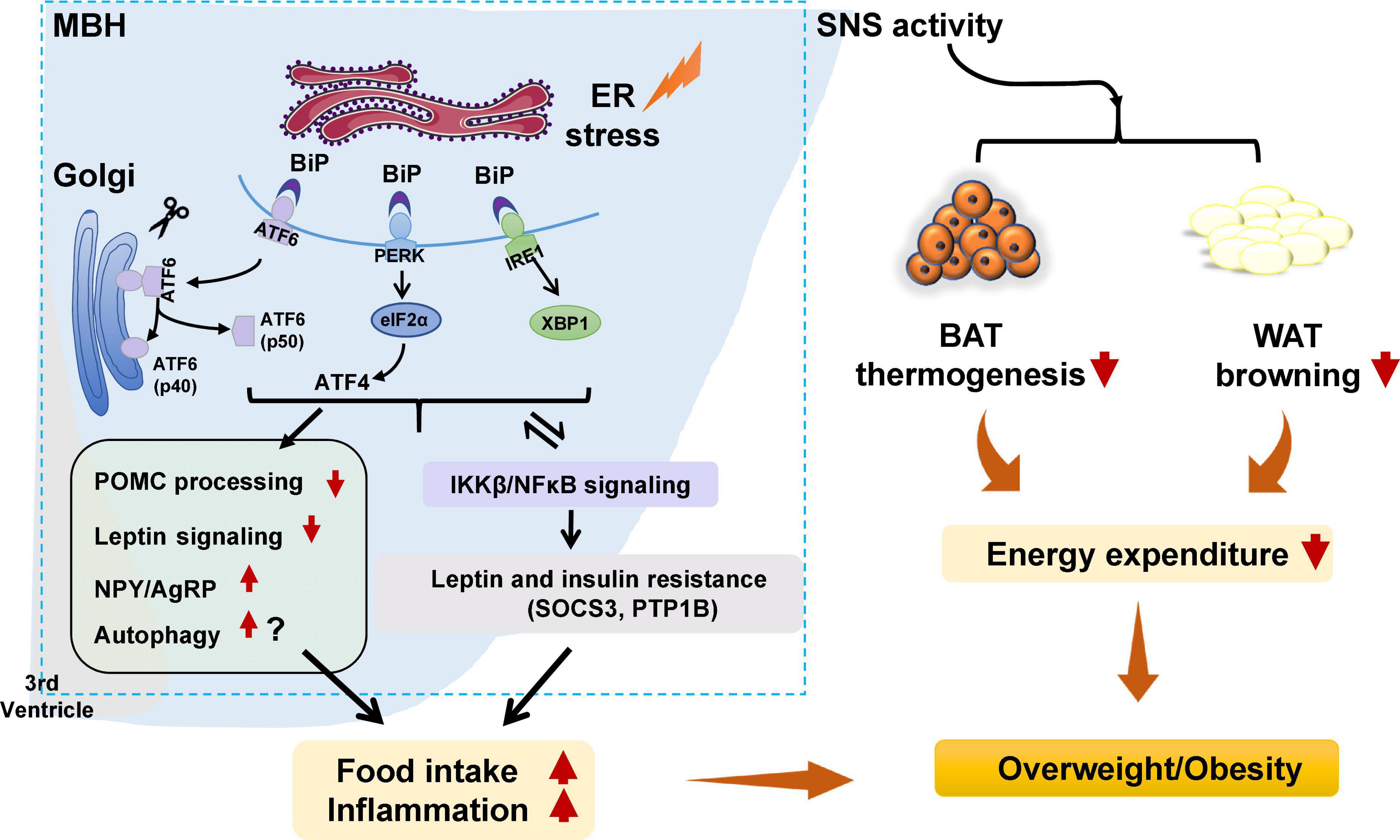 Frontiers  Experimental Social Stress: Dopaminergic Receptors, Oxidative  Stress, and c-Fos Protein Are Involved in Highly Aggressive Behavior