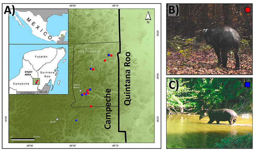 Figure 1 - (A) We performed our study in the forest around Calakmul, in the Selva Maya in Mexico.