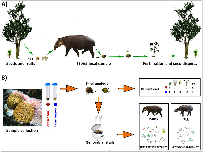 Figure 2 - (A) Tapirs are herbivores.