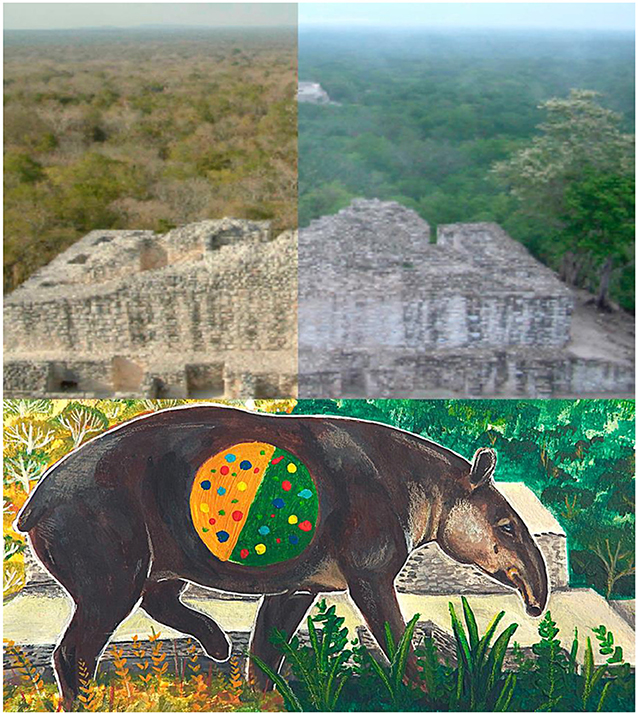 Figure 3 - We learned that the tapirs of the Selva Maya around Calakmul are in good health because their microbiomes remained diverse through both the rainy and dry seasons.