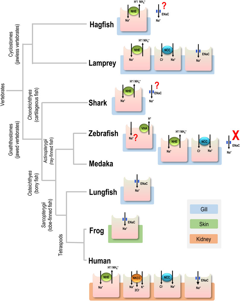 FAU  Study Resolves 50-Year Dispute of Teleost Fishes Ancestral Lineage