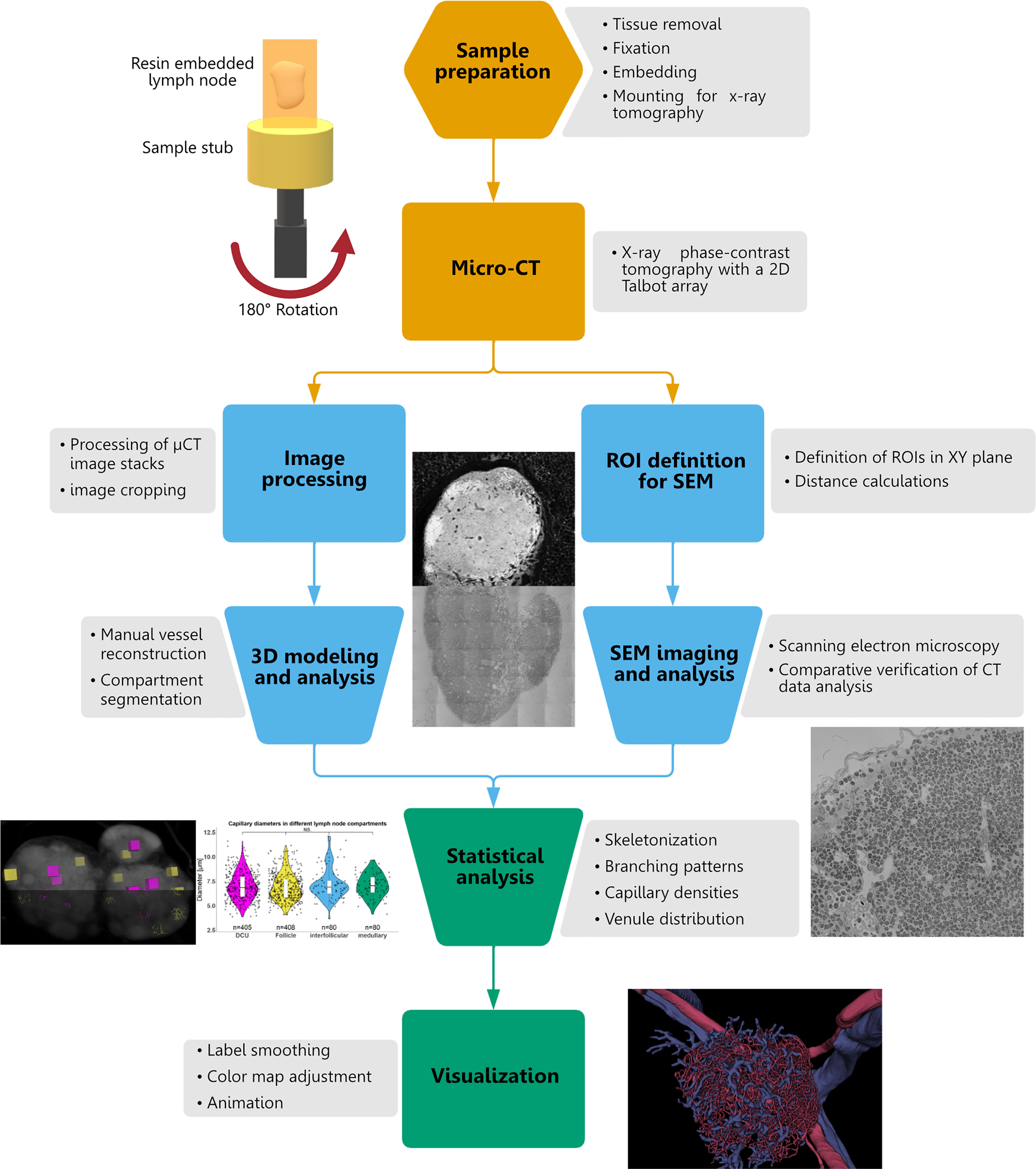 Contrast‐enhanced micro‐computed tomography of compartment and