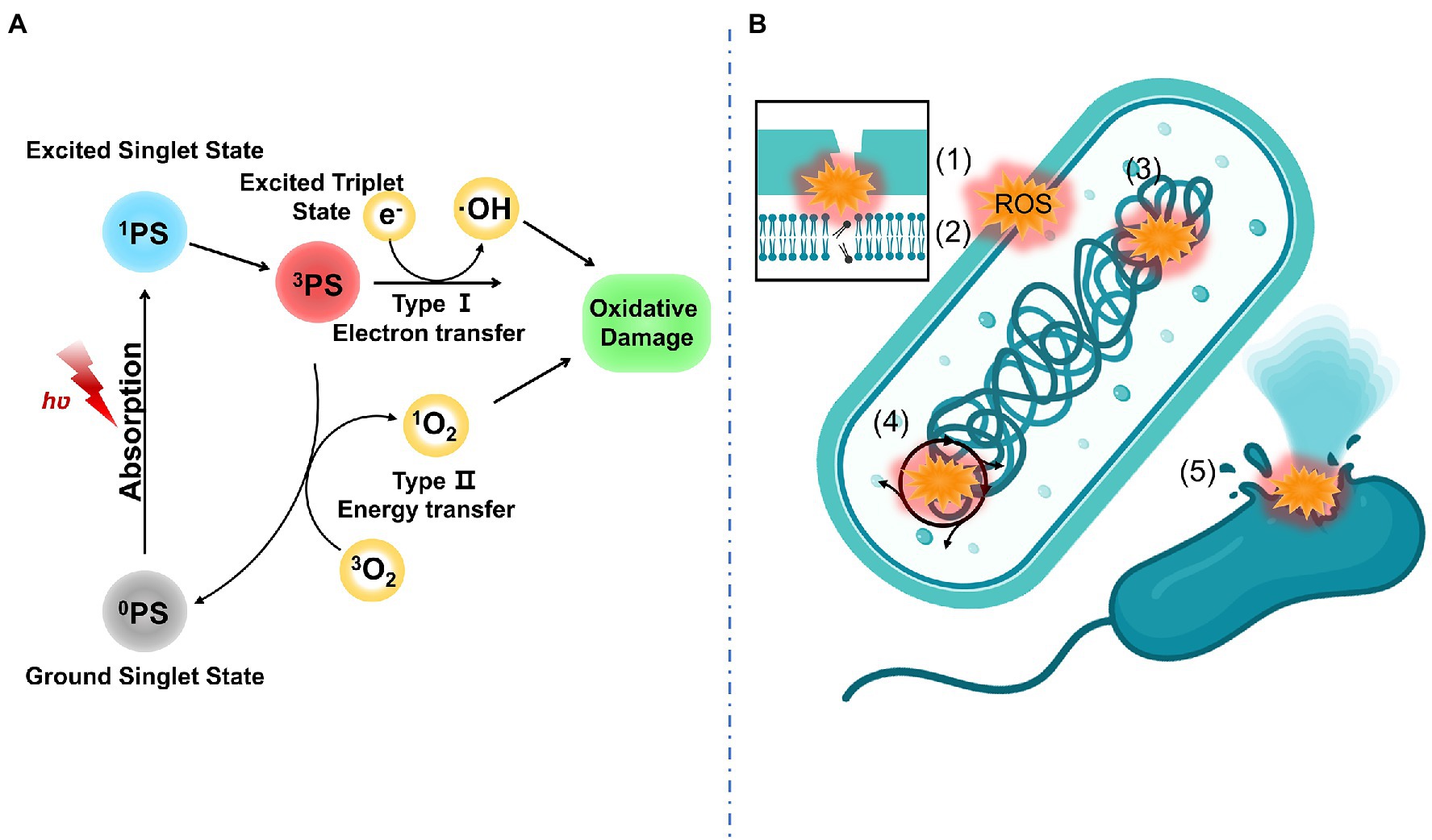 Frontiers  Photonics-based treatments: Mechanisms and applications in oral  infectious diseases