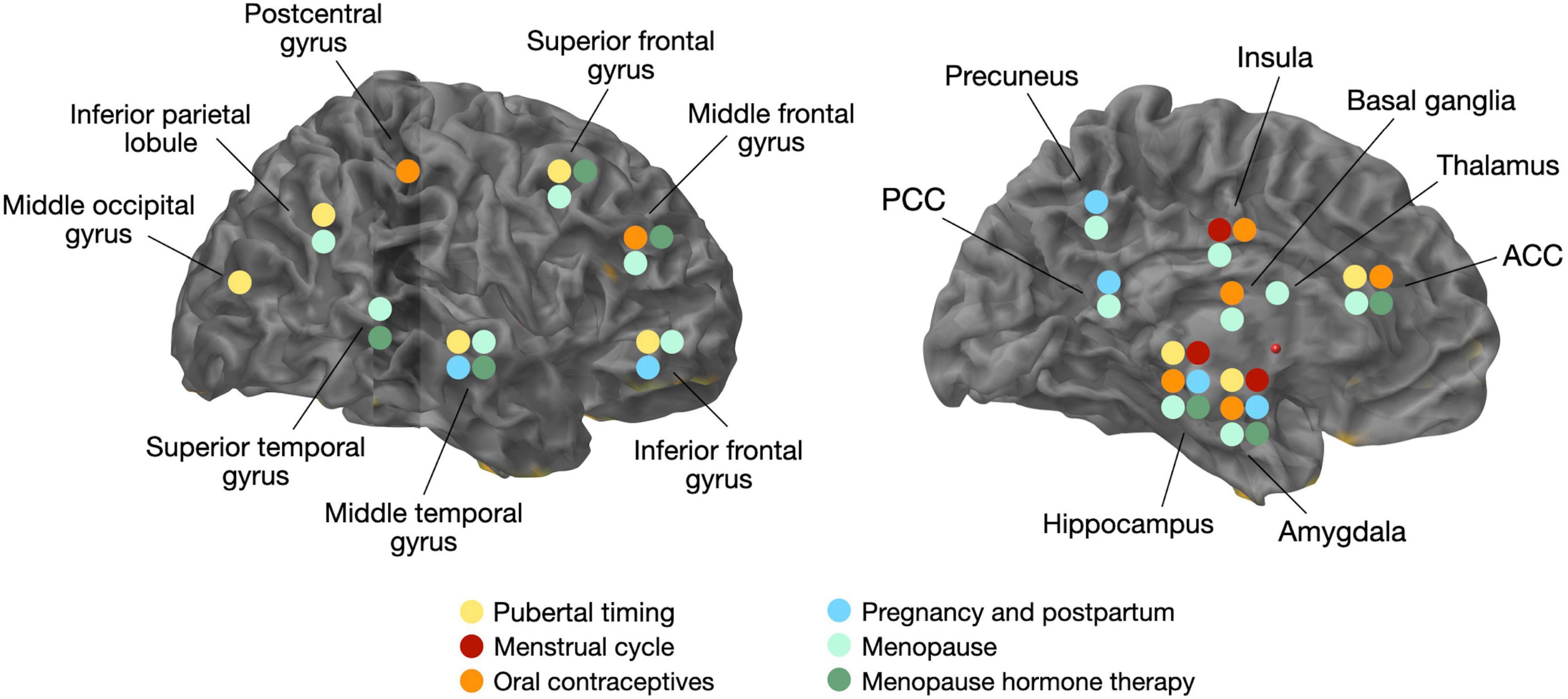 Brain Hormones  Endocrine Society