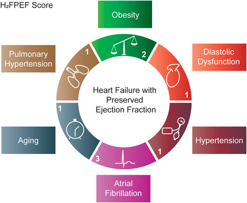 Heart Failure With Improved Ejection Fraction Insight Into The