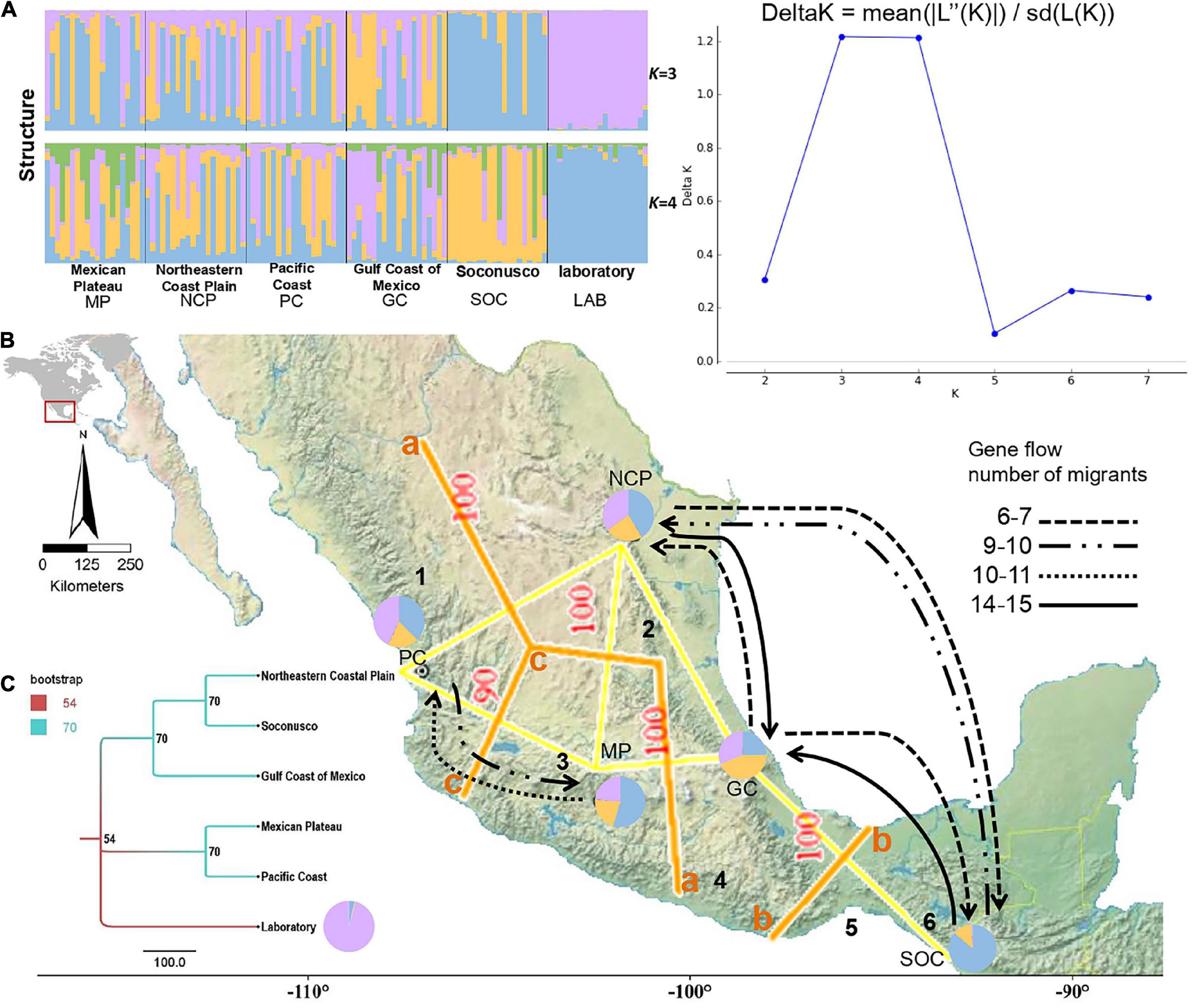 Genetic connectivity and population expansion inferred from multilocus  analysis in Lutjanus alexandrei (Lutjanidae–Perciformes), an endemic  snapper from Northeastern Brazilian coast [PeerJ]