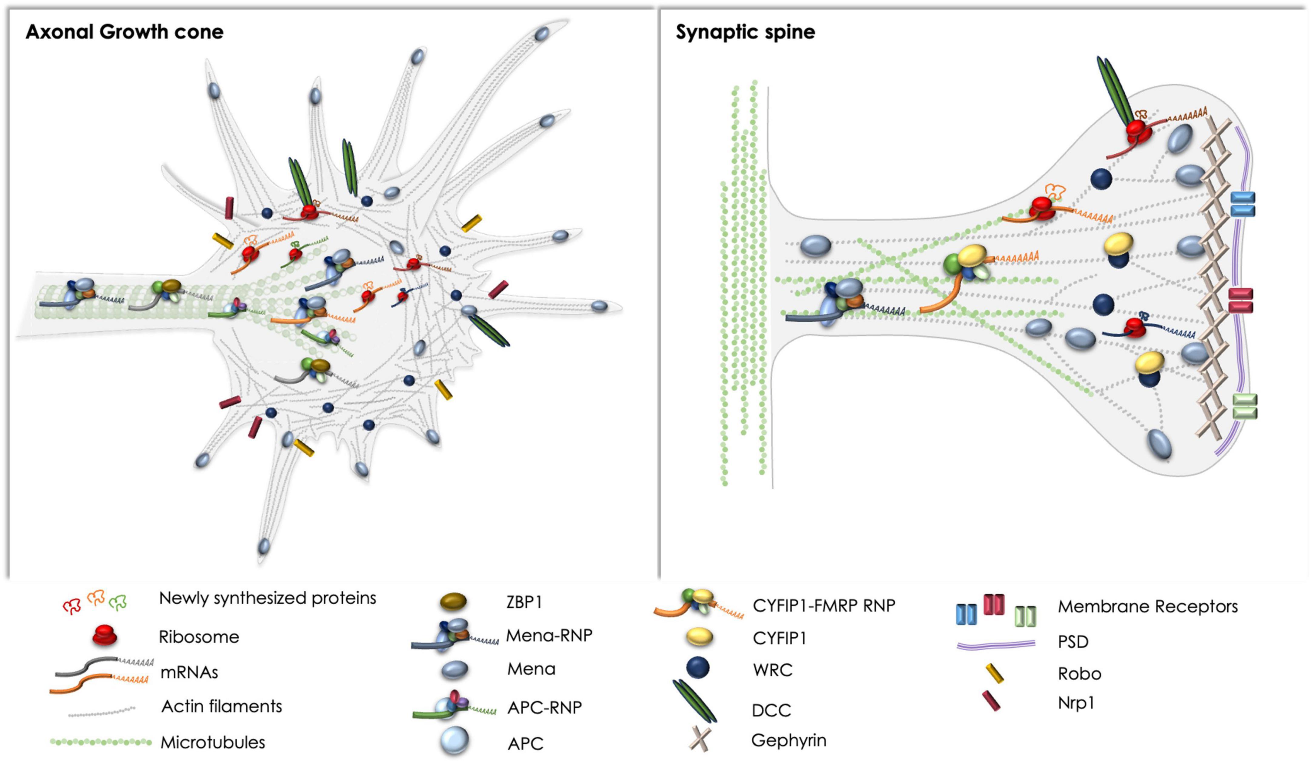 PDF) FLYNN, Peter, et al. Interconnecting Translation Studies and