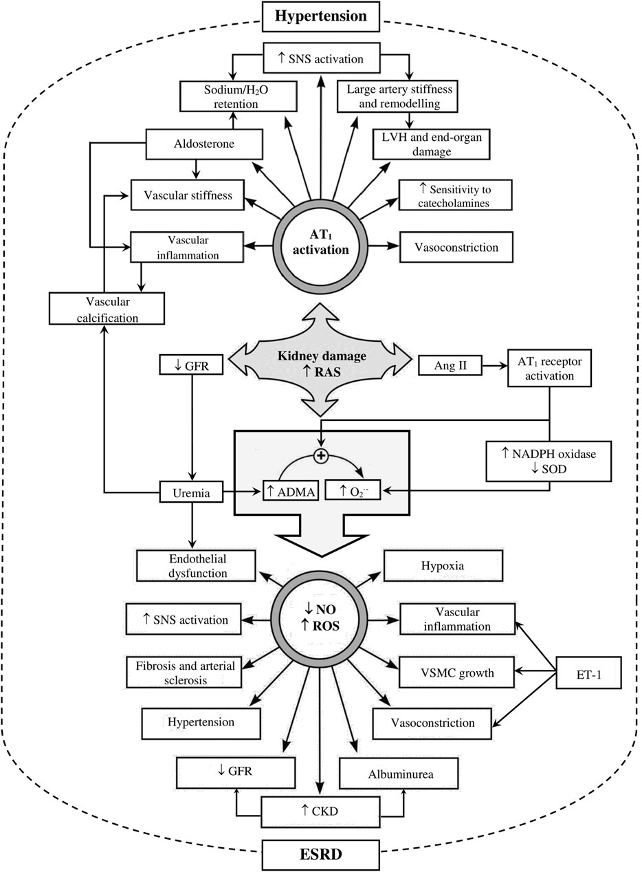 Hypertension in ckd outlet