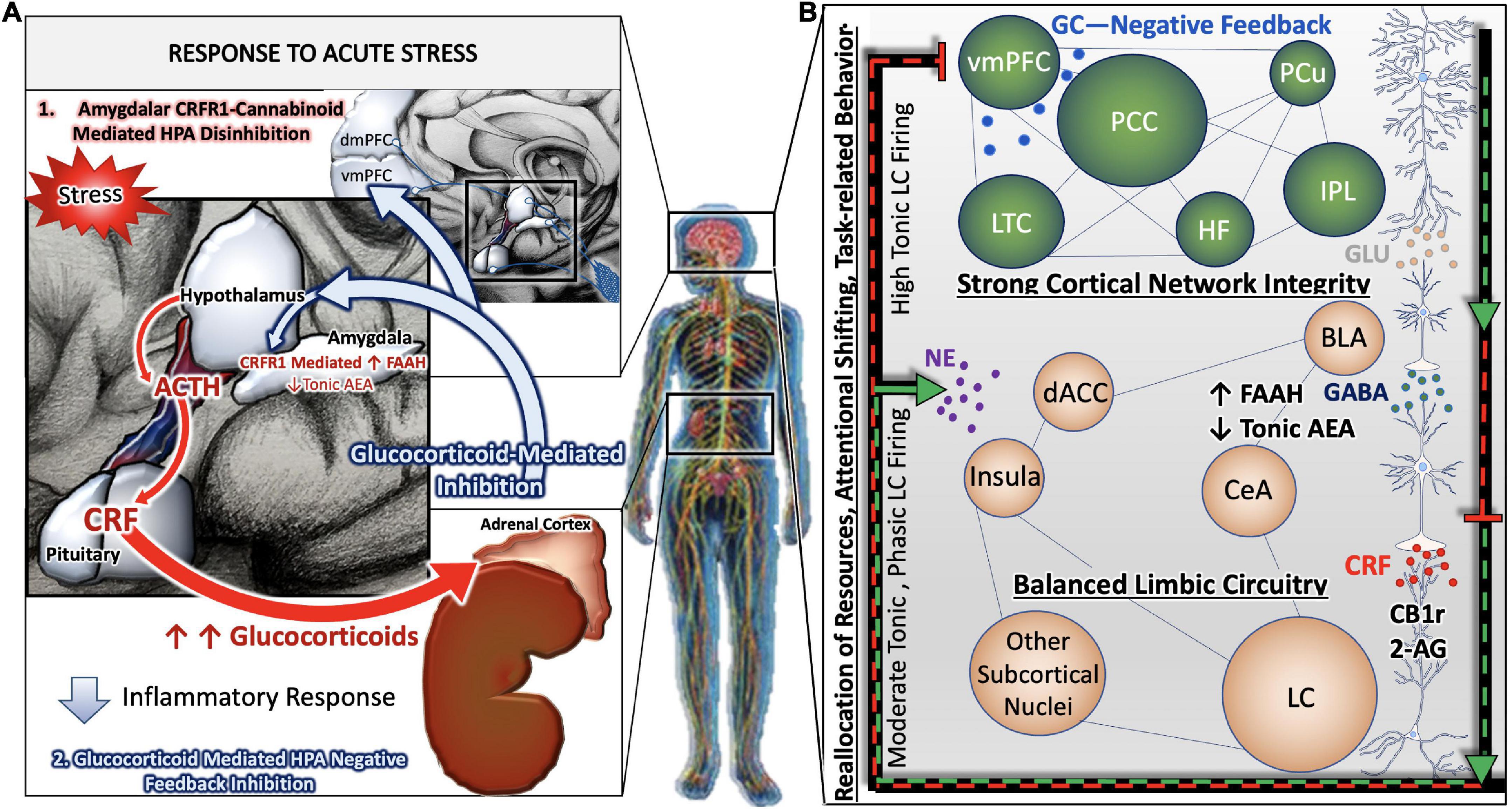 Troubled Modsætte sig buste Frontiers | Targeting the cannabinoid system to counteract the deleterious  effects of stress in Alzheimer's disease