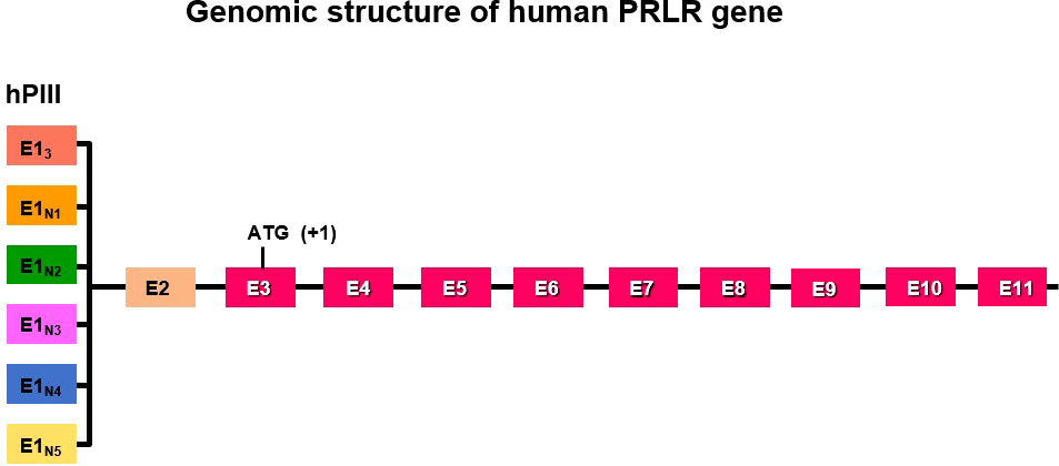 Frontiers The interplay between prolactin and cardiovascular disease