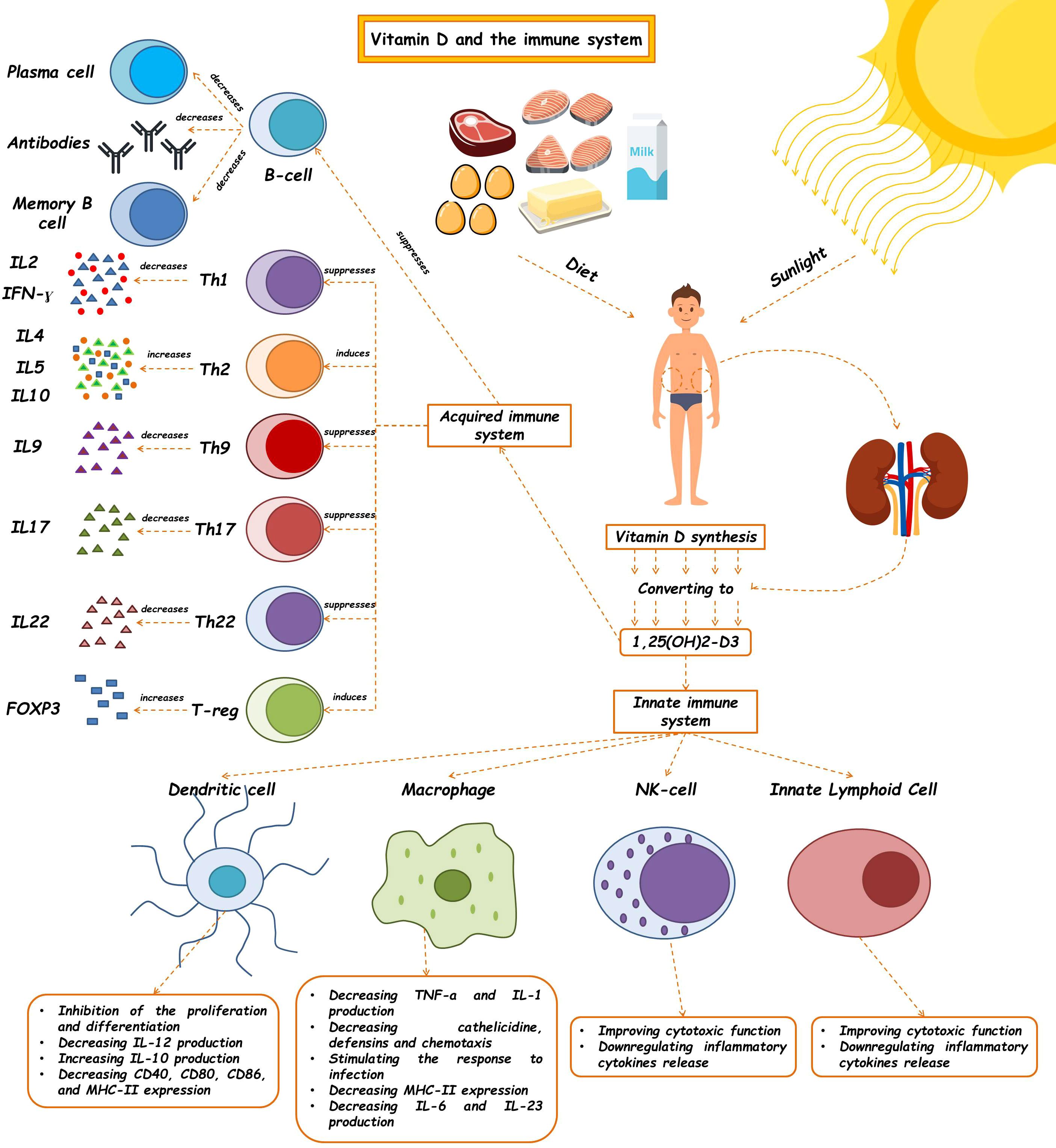 Frontiers Immunomodulatory Actions Of Vitamin D In Various Immune 