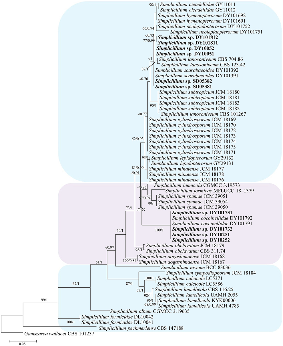 Majority-rule consensus tree reconstructed through BI based on the