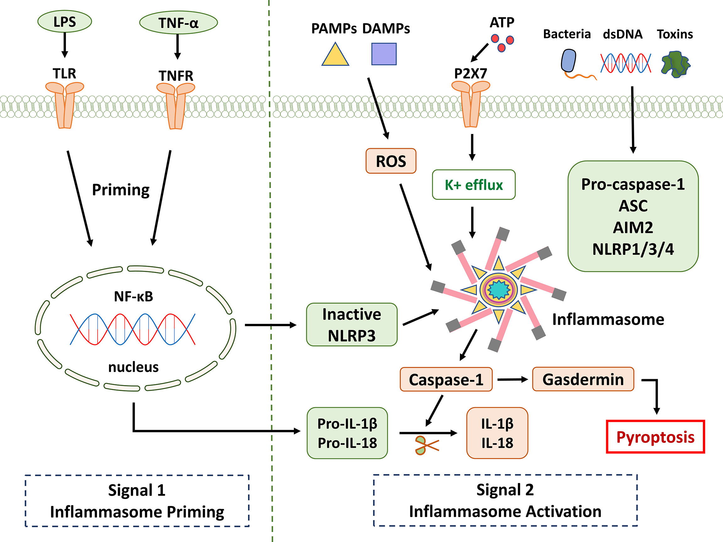 Frontiers  Exploring the contribution of pro-inflammatory cytokines to  impaired wound healing in diabetes