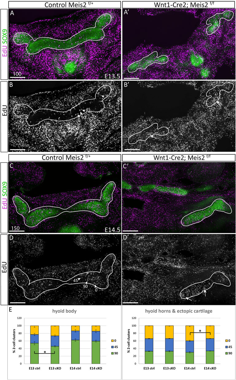 Frontiers  Meis2 controls skeletal formation in the hyoid region