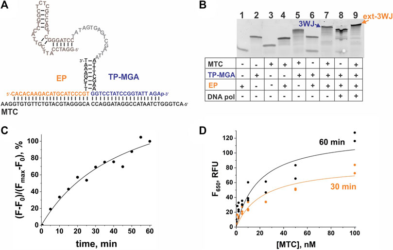 Fluorescence spectra of NMM-probe DNA after incubation with varying