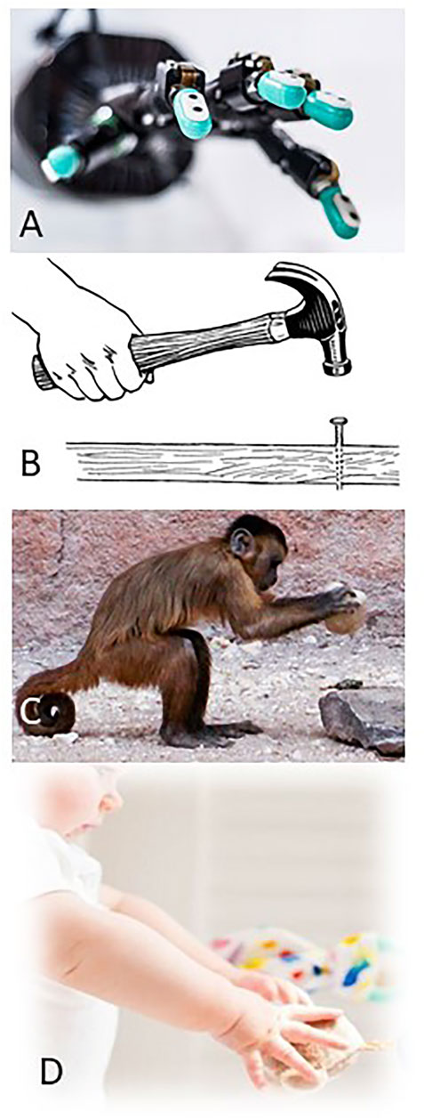 Developing Intelligent Robots that Grasp Affordance