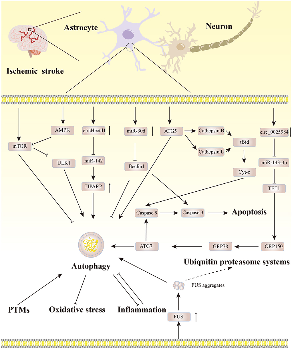Frontiers | Research progress on astrocyte autophagy in ischemic 