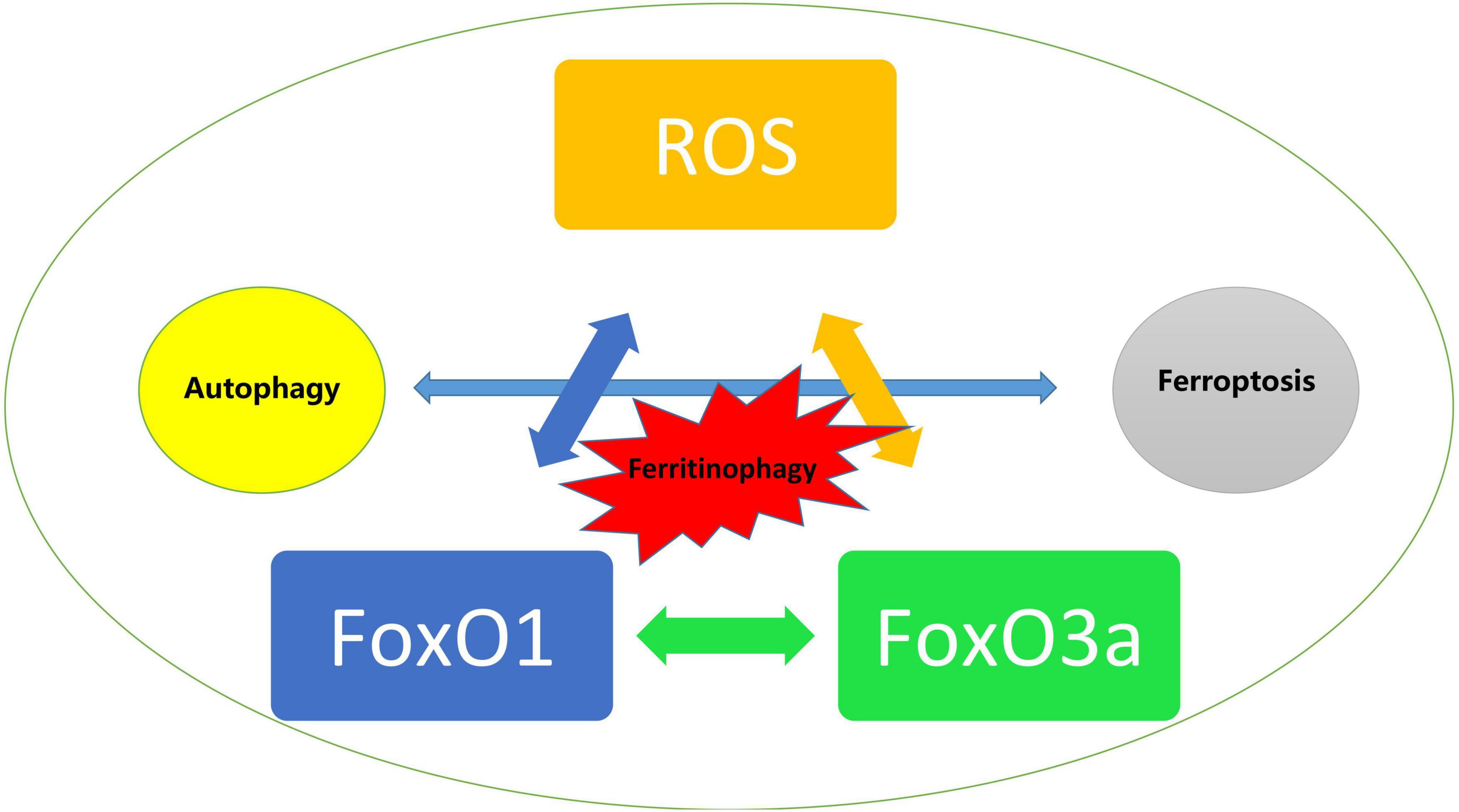 Frontiers | Perspectives for Forkhead box transcription factors in 