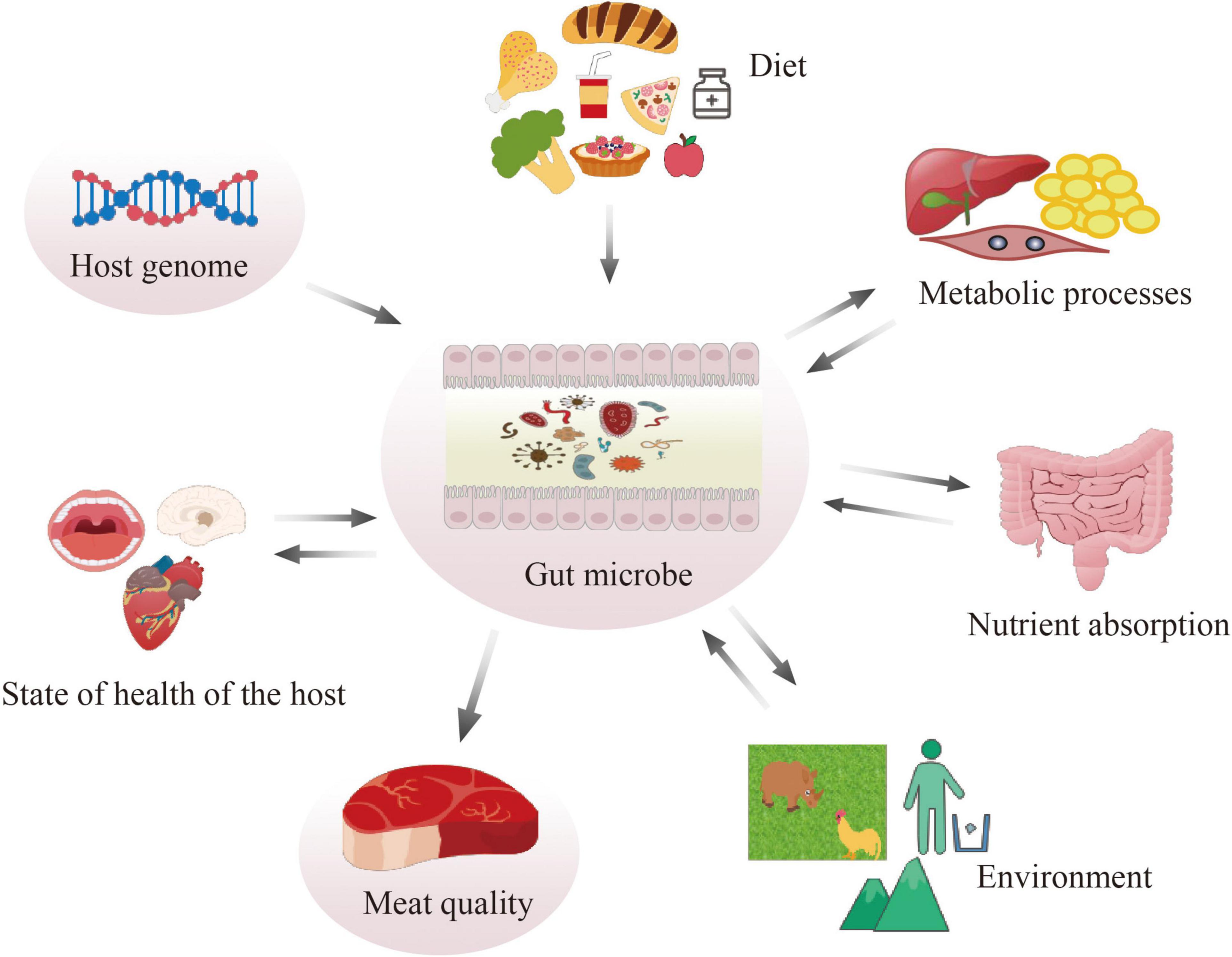 Frontiers  Gut microbiota and meat quality