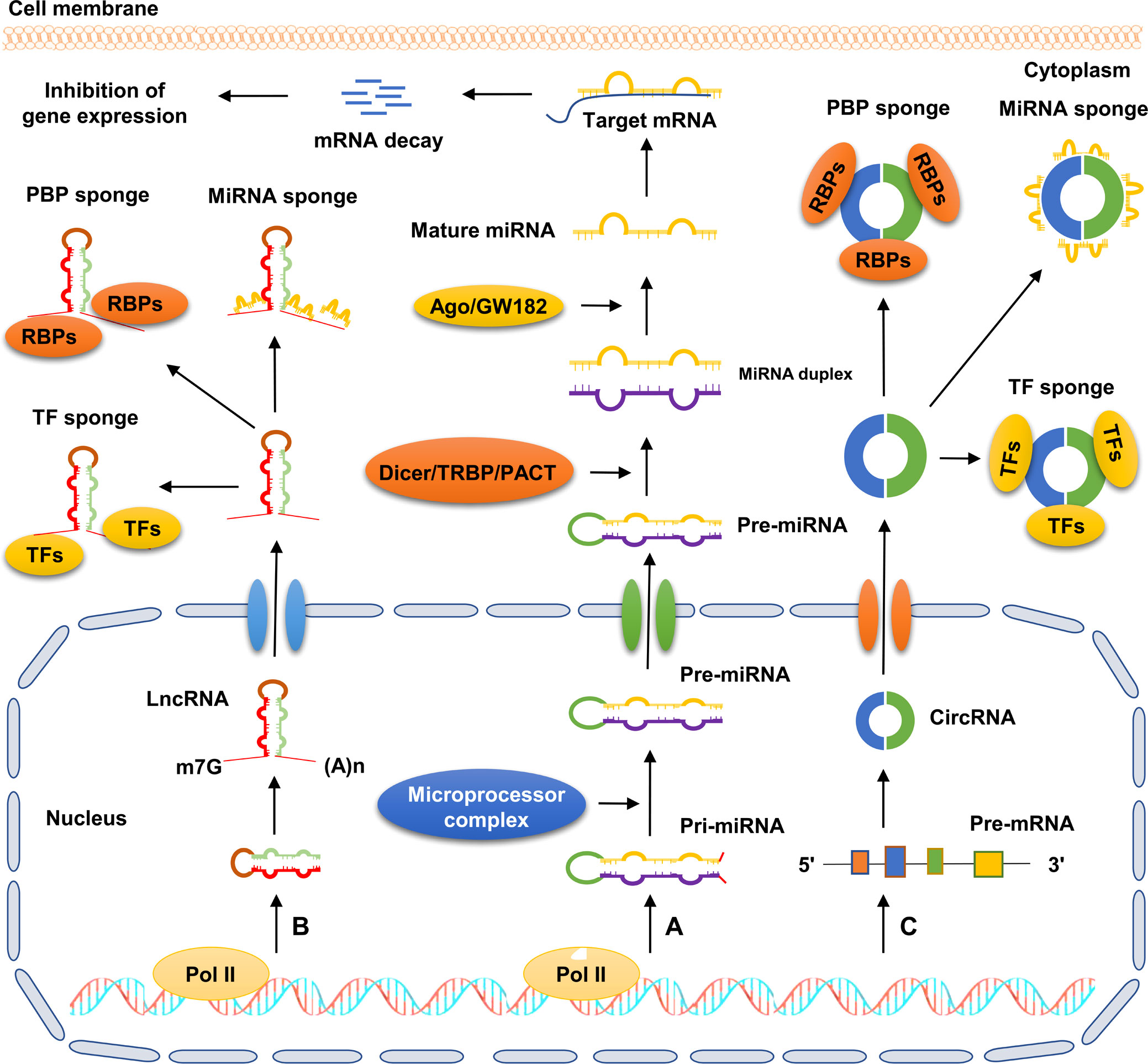 Frontiers  MicroRNAs, long non-coding RNAs, and circular RNAs and