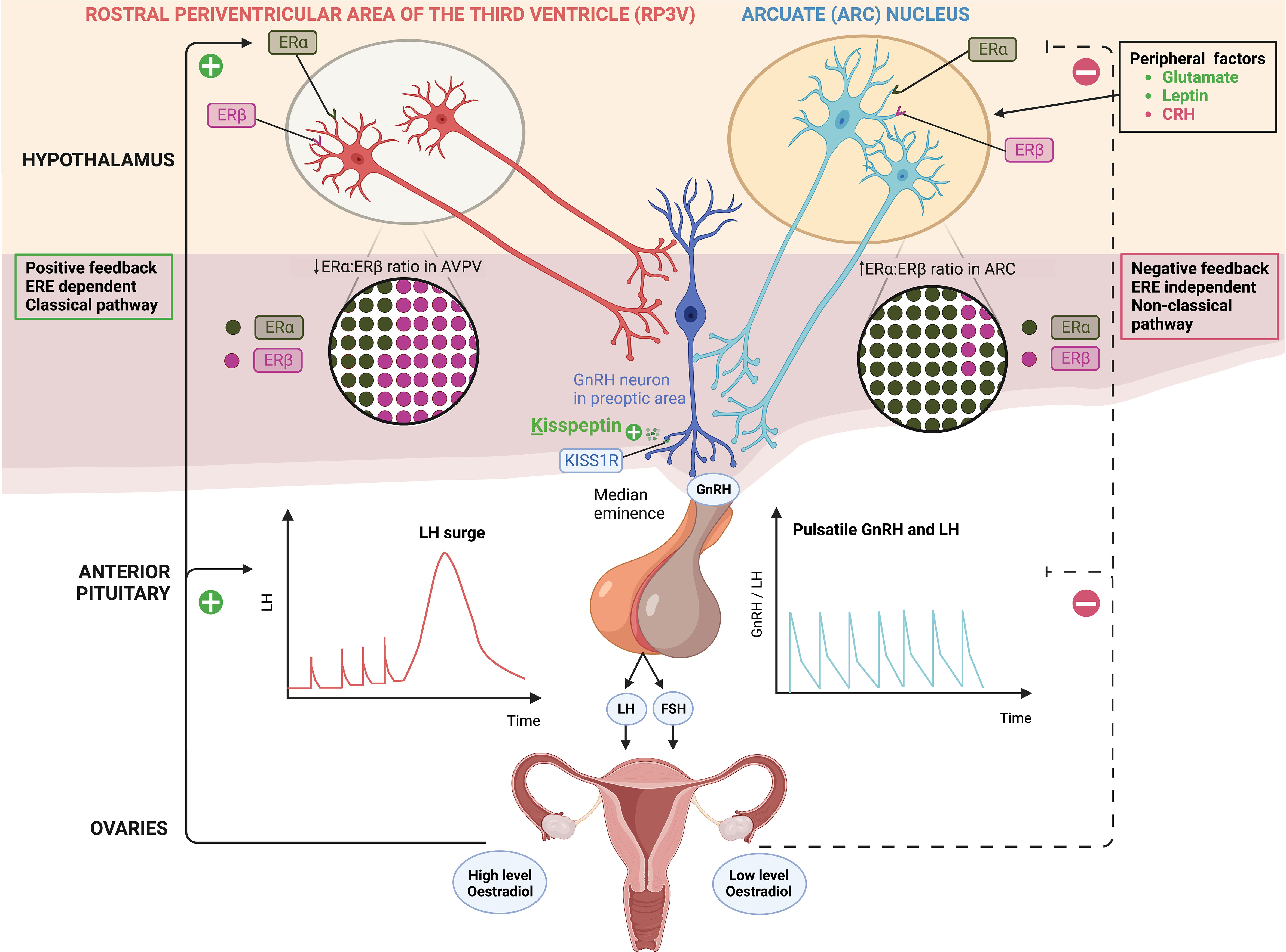 Ovulation, Physiology, Hormones & Fertility