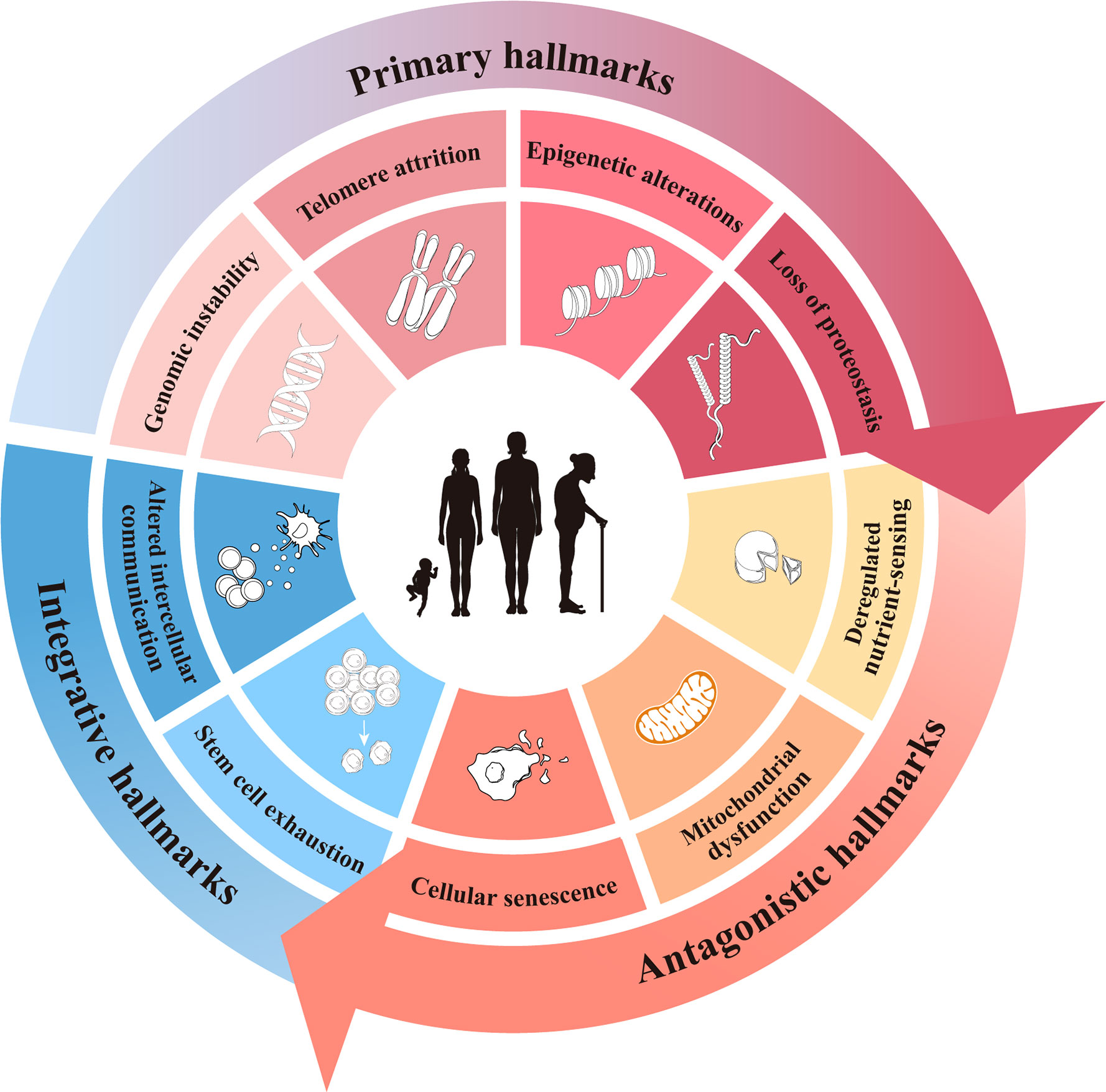 Frontiers | Aging conundrum: A perspective for ovarian aging