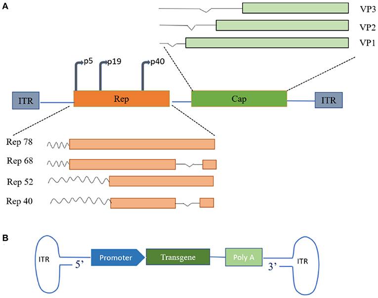 Dual Purpose Vectors for Rare Neurological Diseases: Molecular Therapy