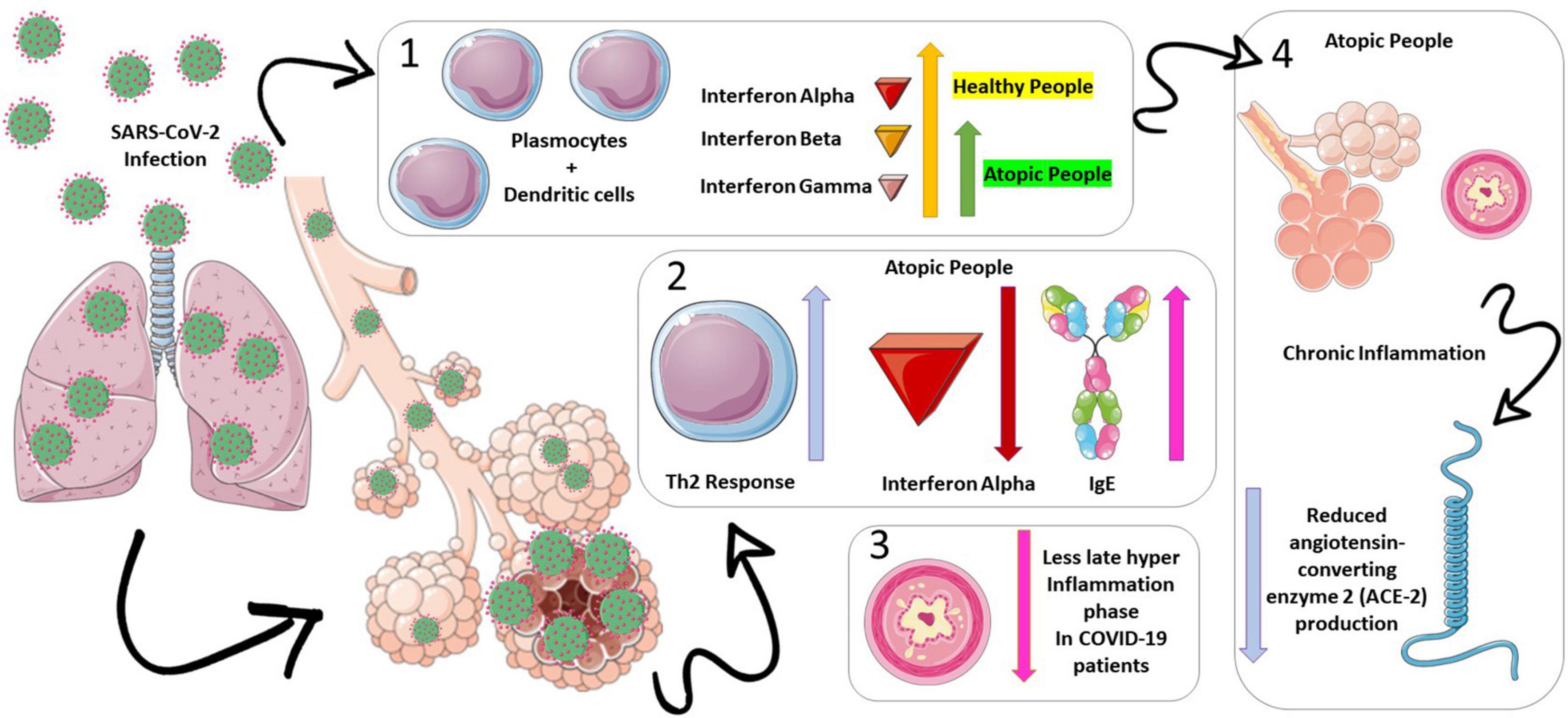 Frontiers Profile of coronavirus disease enlightened asthma as a protective factor against death An epidemiology study from Brazil during the pandemic picture