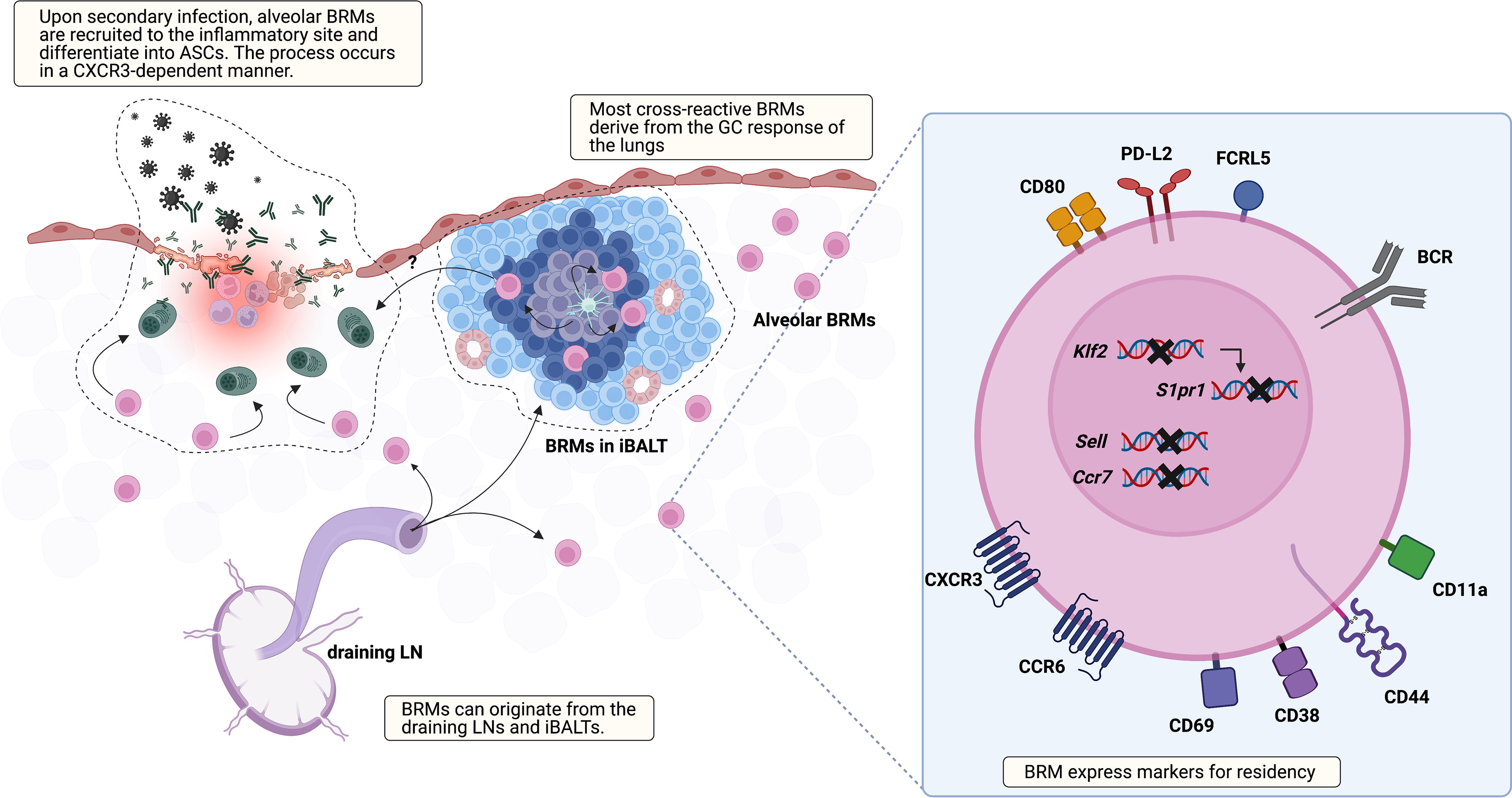 Frontiers  Splenic protection network revealed by transcriptome