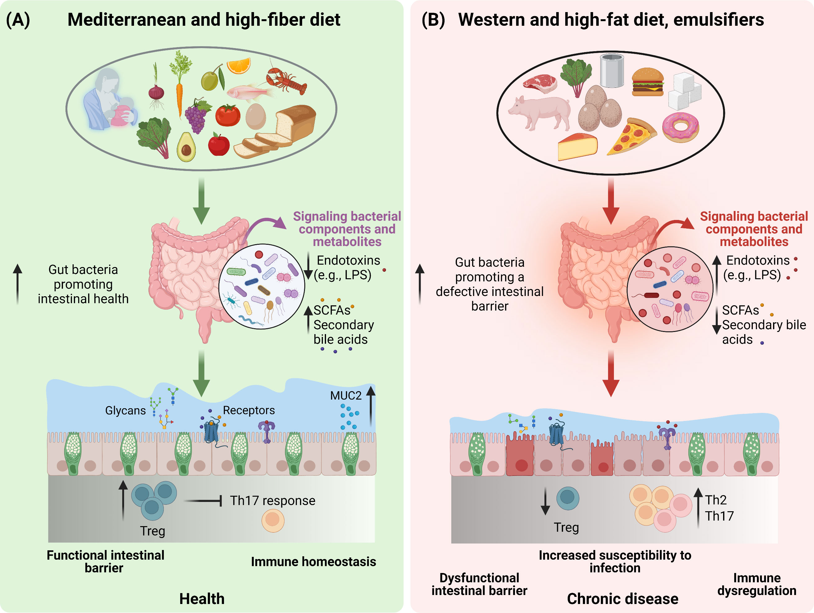 Frontiers Diet Microbiota And The Mucus Layer The Guardians Of Our 