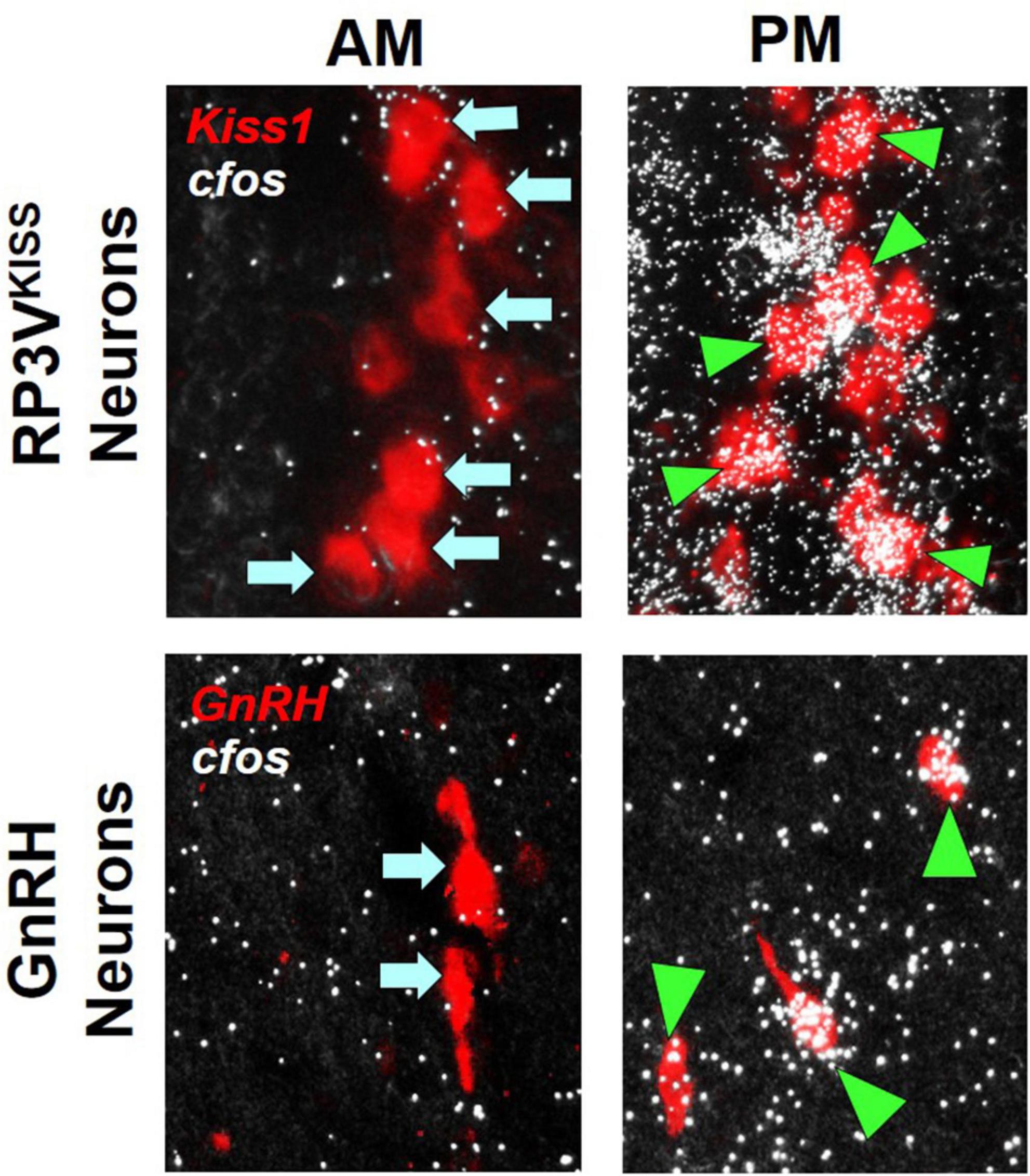 Frontiers  Neuroendocrine mechanisms underlying estrogen positive feedback  and the LH surge