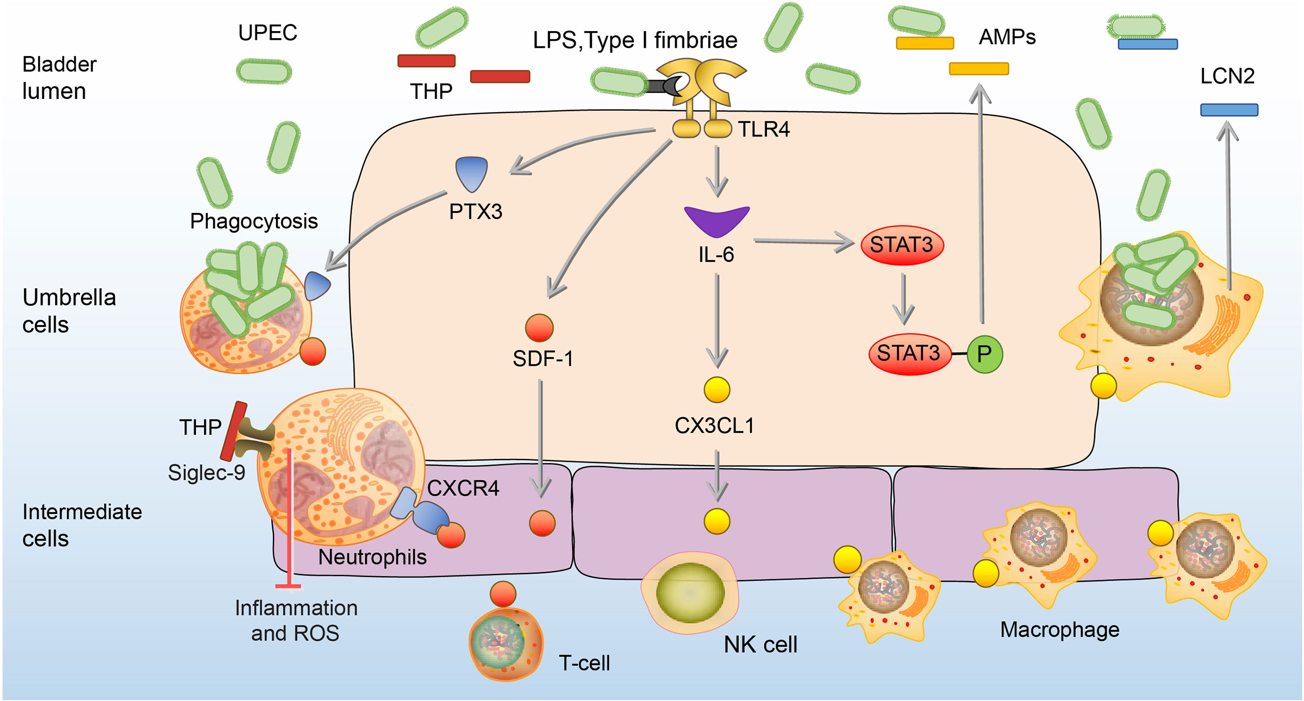 Bacterial infection disrupts established germinal center reactions through  monocyte recruitment and impaired metabolic adaptation - ScienceDirect