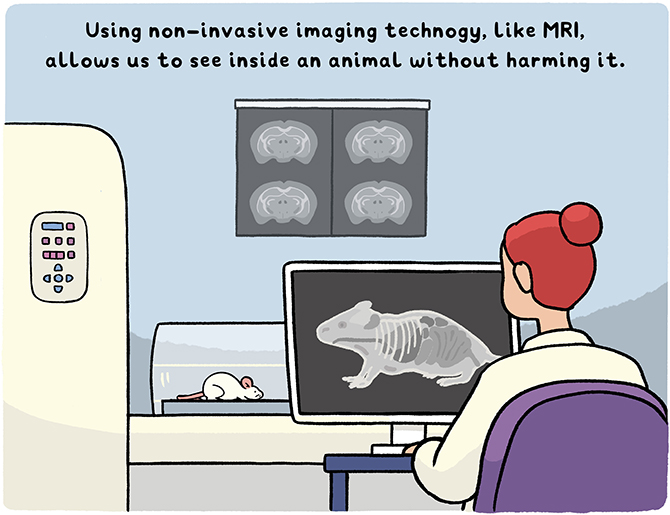 Figure 1 - During imaging, the animal is anesthetized so that it does not move and does not feel distress.