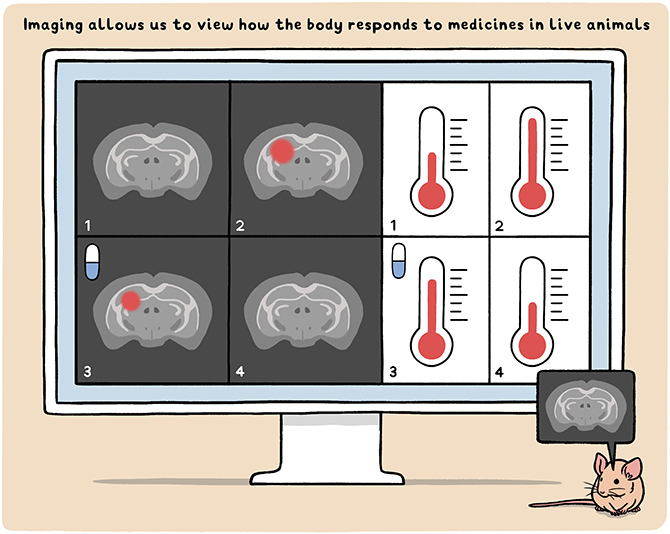 Figure 2 - Imaging helps scientists see how internal organs change as an animal grows or when it is treated with a drug.
