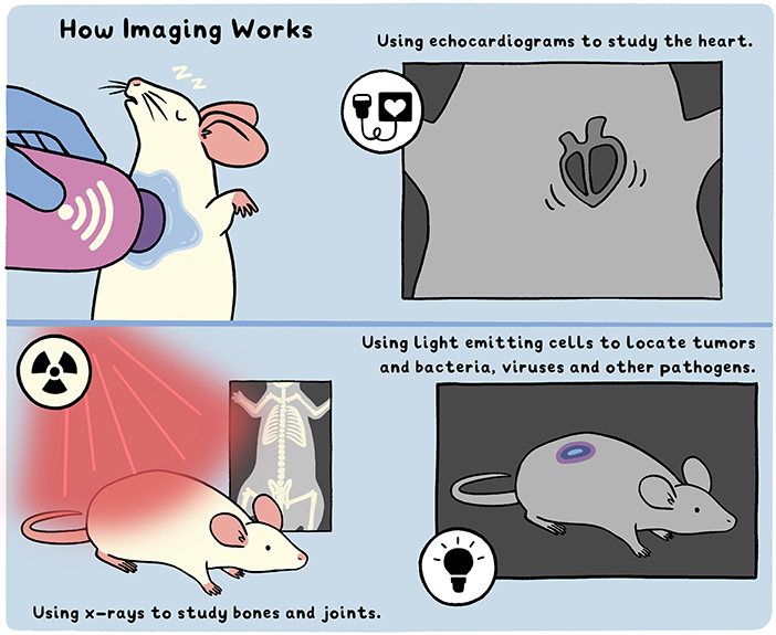 Figure 3 - Animals are imaged with technologies similar to those used to image humans.